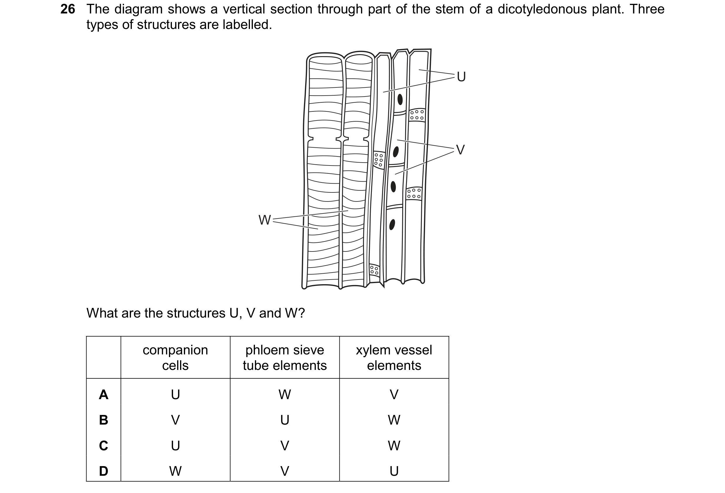 Question 117: The diagram shows a vertical section through part of the stem of a dicotyledonous plant. Three types of structures are labelled. U V W What…