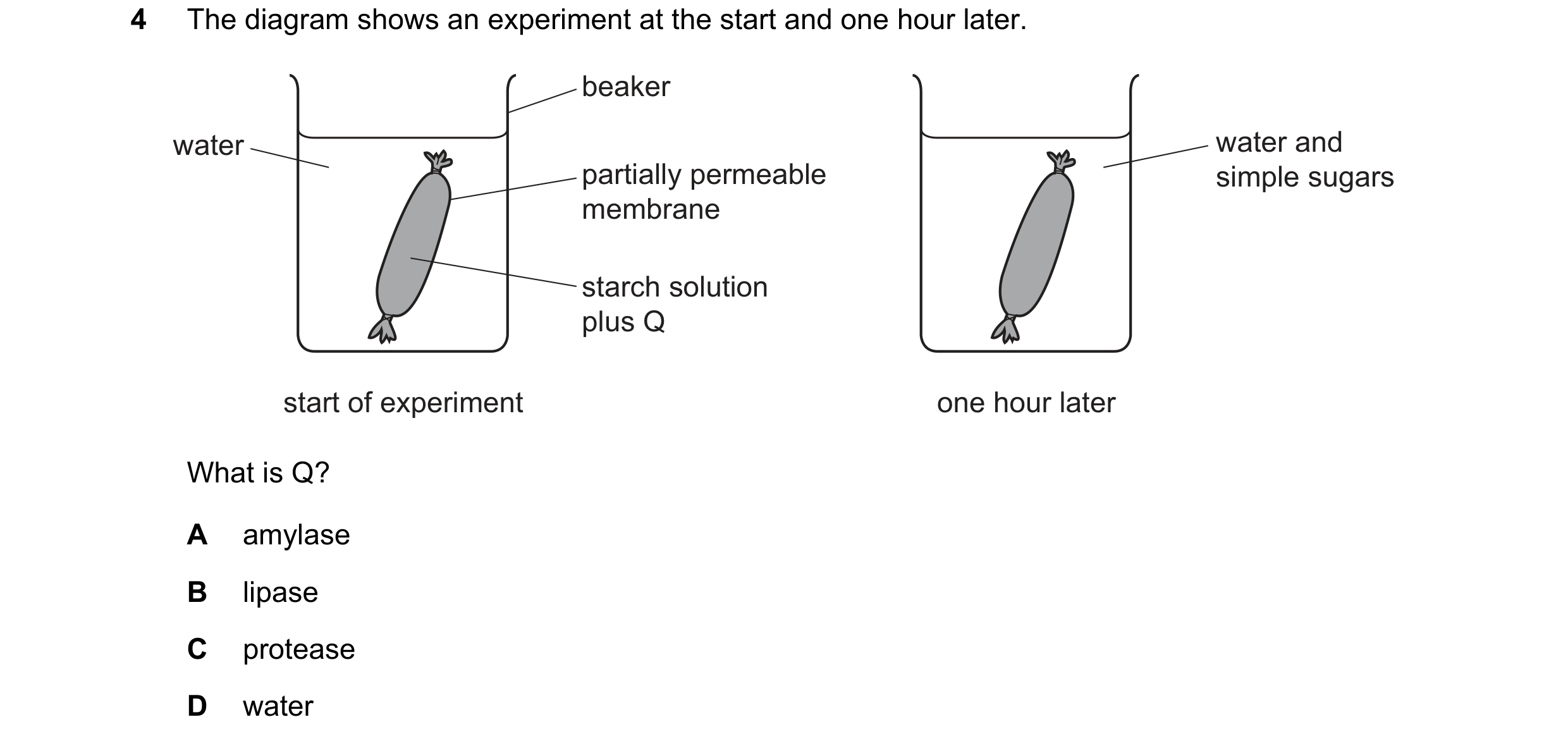 Question 3: The diagram shows an experiment at the start and one hour later. beaker water water and partially permeable simple sugars membrane starch s…
