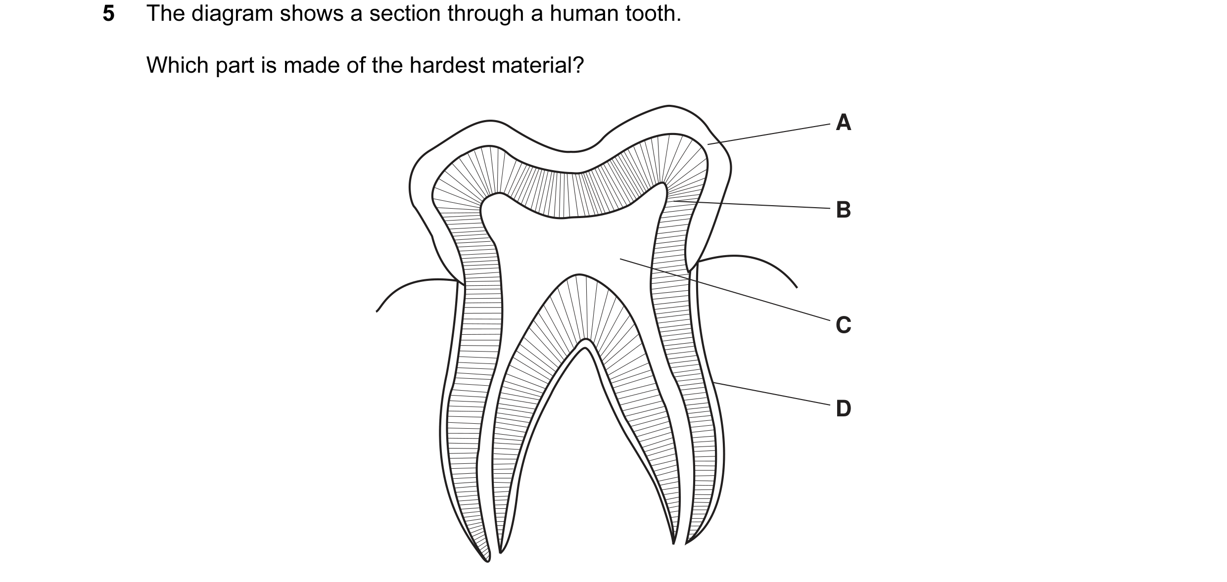 Question 13: The diagram shows a section through a human tooth. Which part is made of the hardest material? A B C D