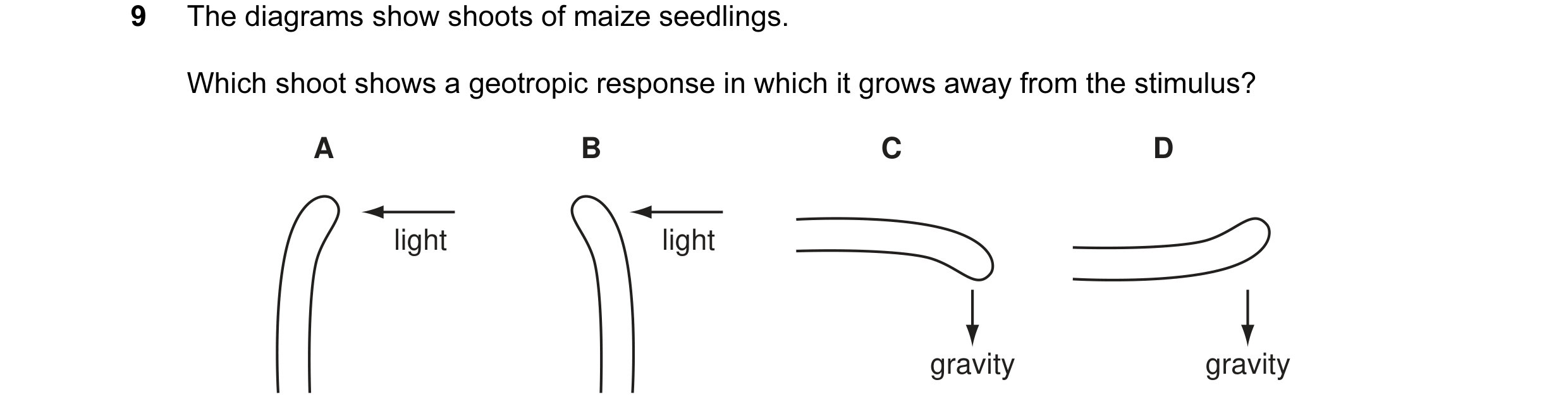 Question 13: The diagrams show shoots of maize seedlings. Which shoot shows a geotropic response in which it grows away from the stimulus? A B C D light…