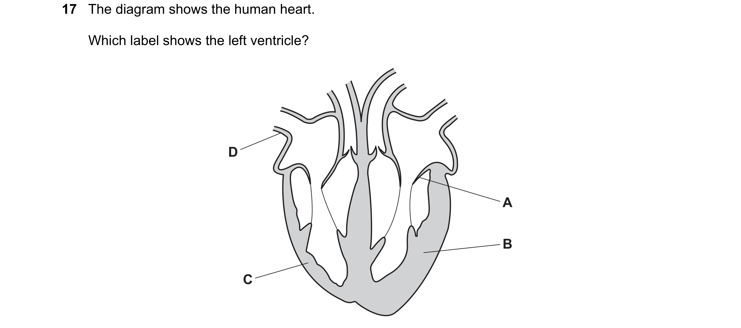 Question 15: The diagram shows the human heart. Which label shows the left ventricle? D A B C