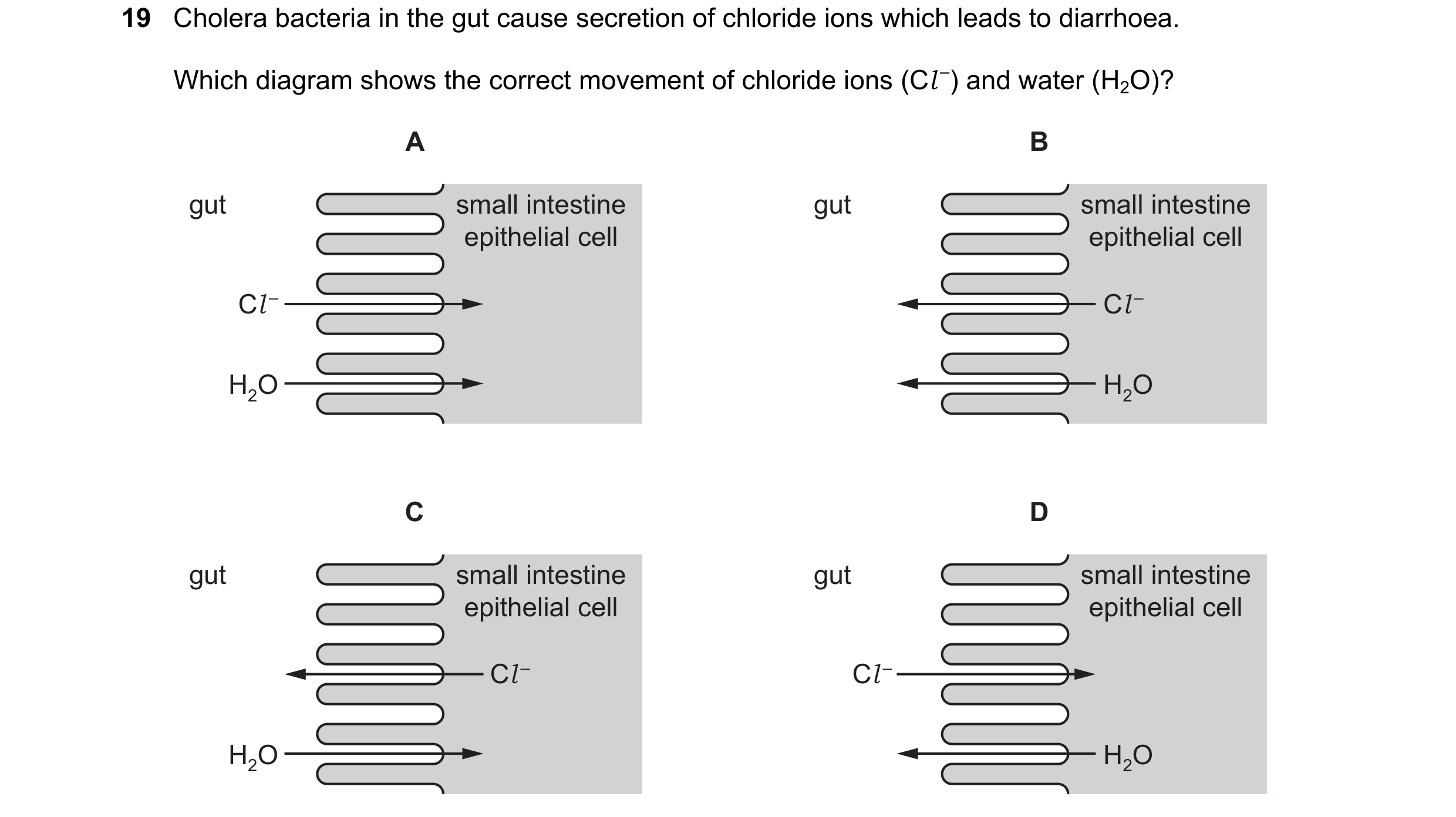 Question 23: Cholera bacteria in the gut cause secretion of chloride ions which leads to diarrhoea. Which diagram shows the correct movement of chloride…