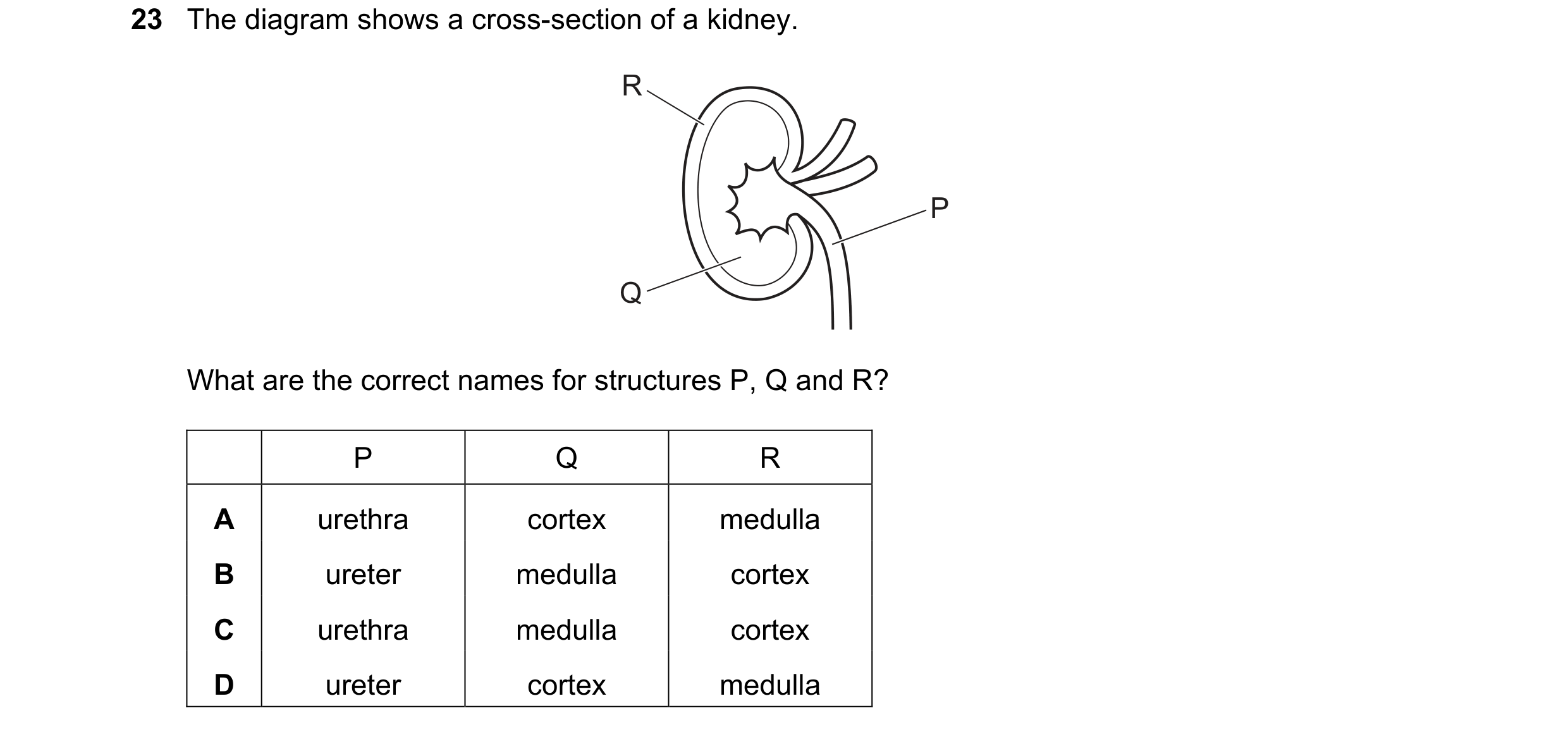 Question 21: The diagram shows a cross-section of a kidney. R P Q What are the correct names for structures P, Q and R? P Q R A urethra cortex medulla B…