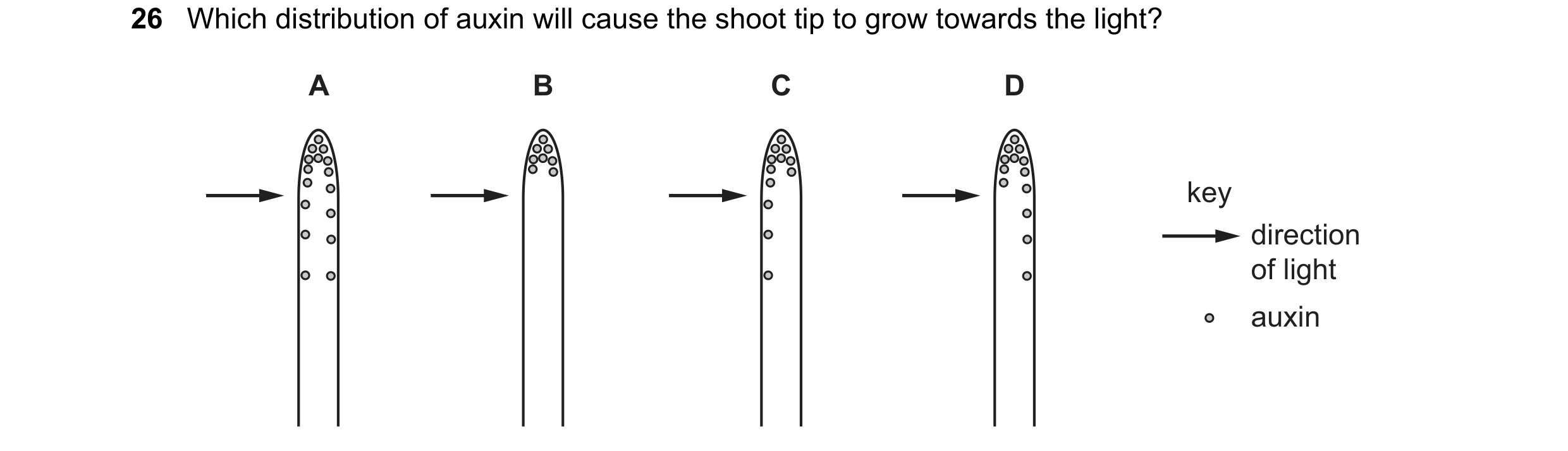 Question 13: Which distribution of auxin will cause the shoot tip to grow towards the light? A B C D key direction of light auxin
