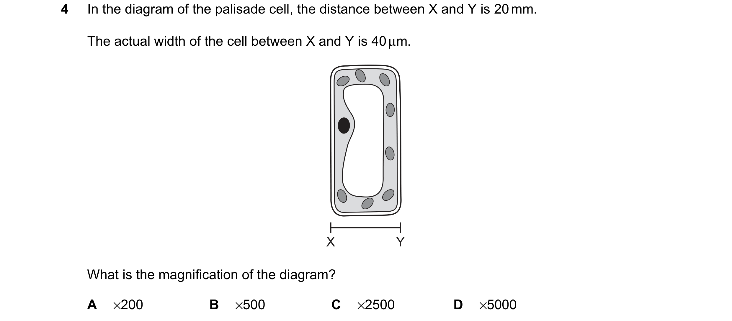 Question 9: In the diagram of the palisade cell, the distance between X and Y is 20 mm. The actual width of the cell between X and Y is 40 µm. X Y What…