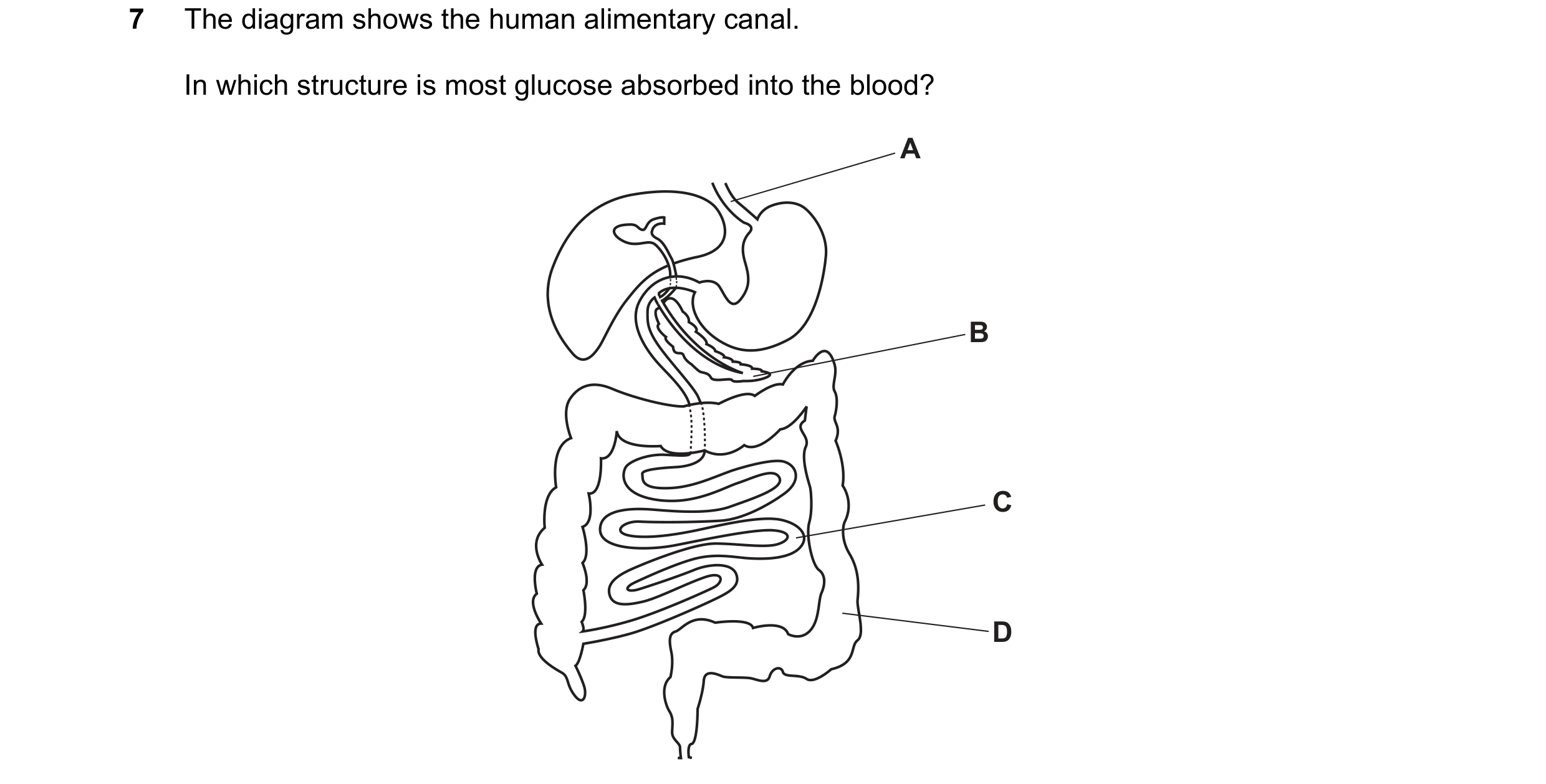 Question 6: The diagram shows the human alimentary canal. In which structure is most glucose absorbed into the blood? A B C D