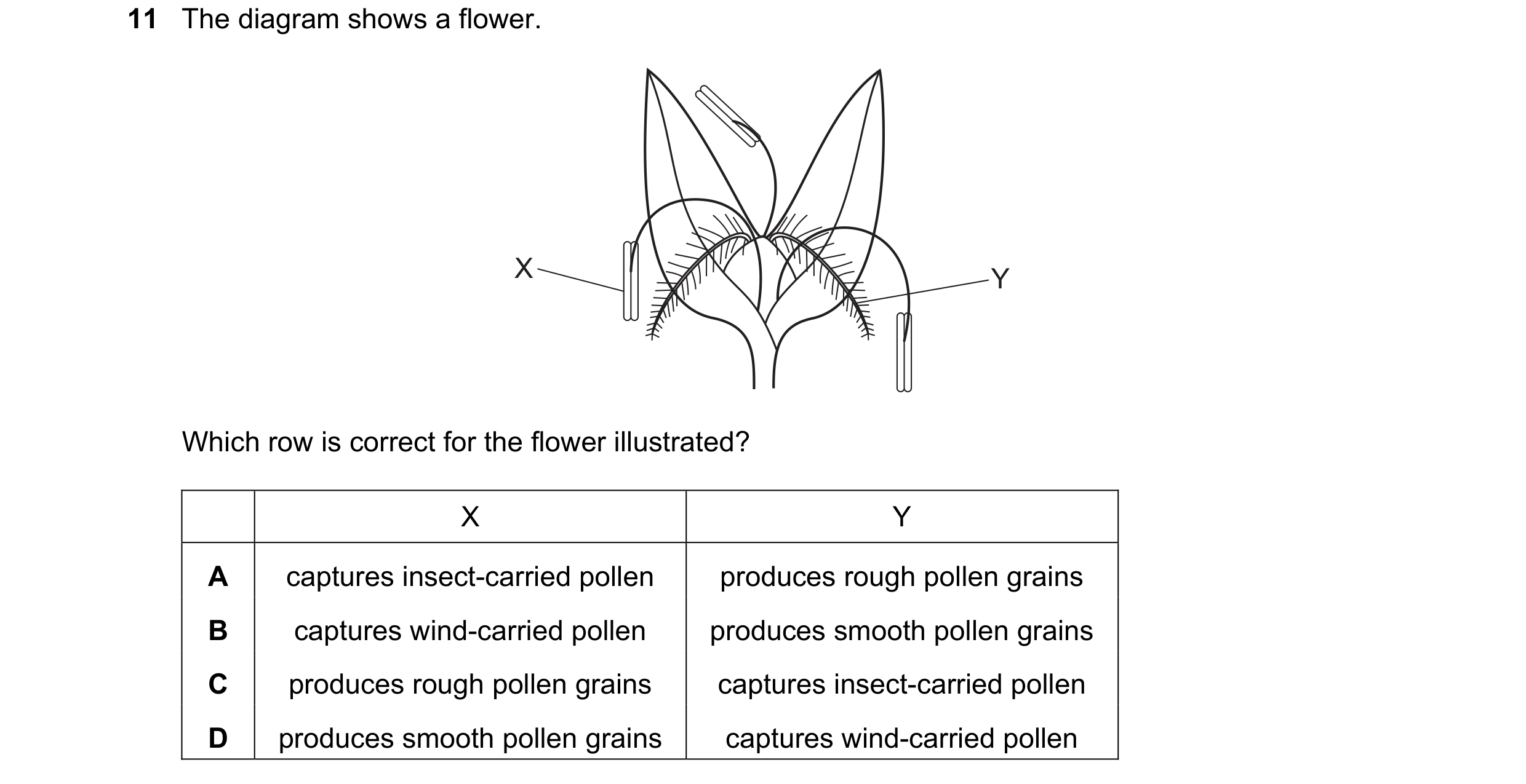 Question 33: The diagram shows a flower. X Y Which row is correct for the flower illustrated? X Y A captures insect-carried pollen produces rough pollen…