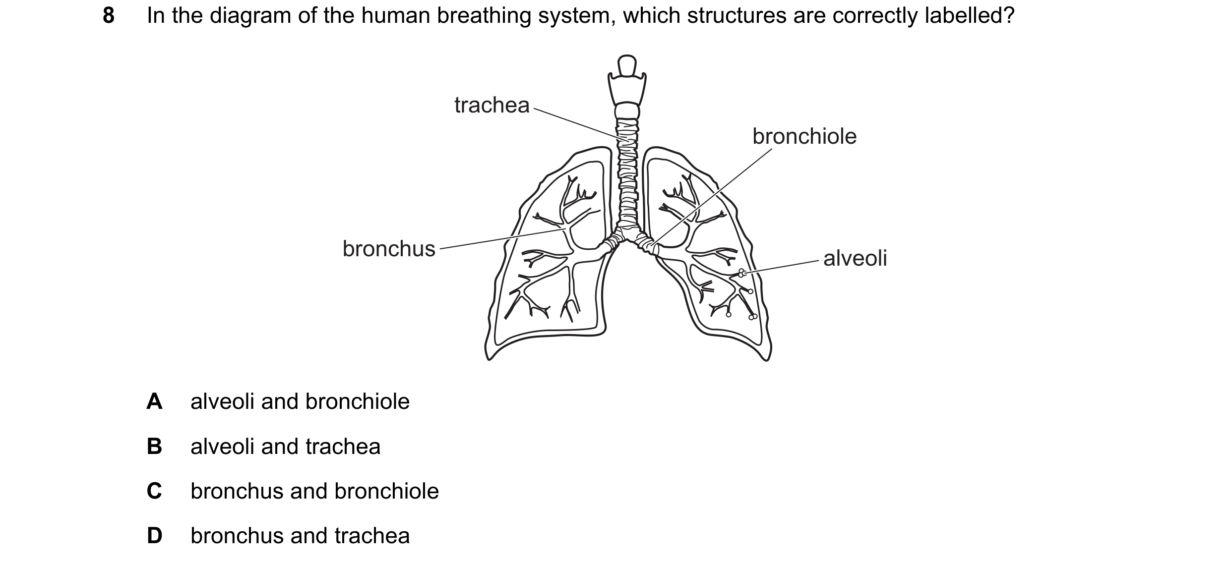 Question 56: In the diagram of the human breathing system, which structures are correctly labelled? trachea bronchiole bronchus alveoli A alveoli and br…