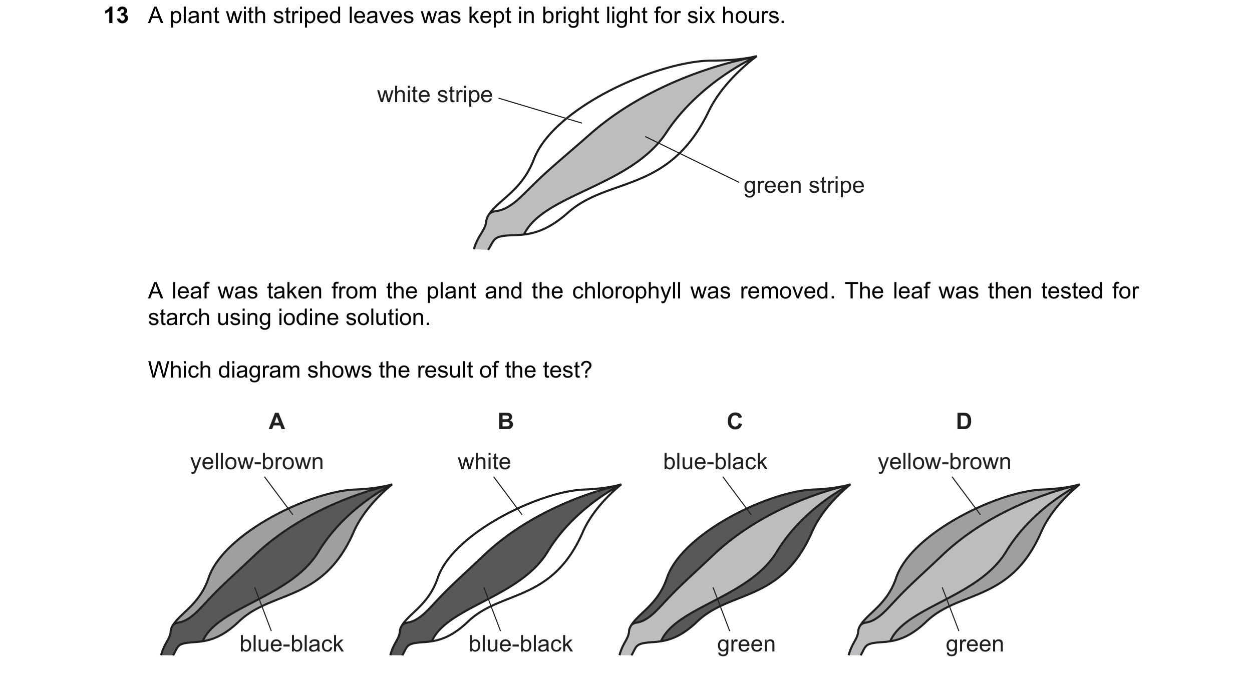 Question 6: A plant with striped leaves was kept in bright light for six hours. white stripe green stripe A leaf was taken from the plant and the chlor…