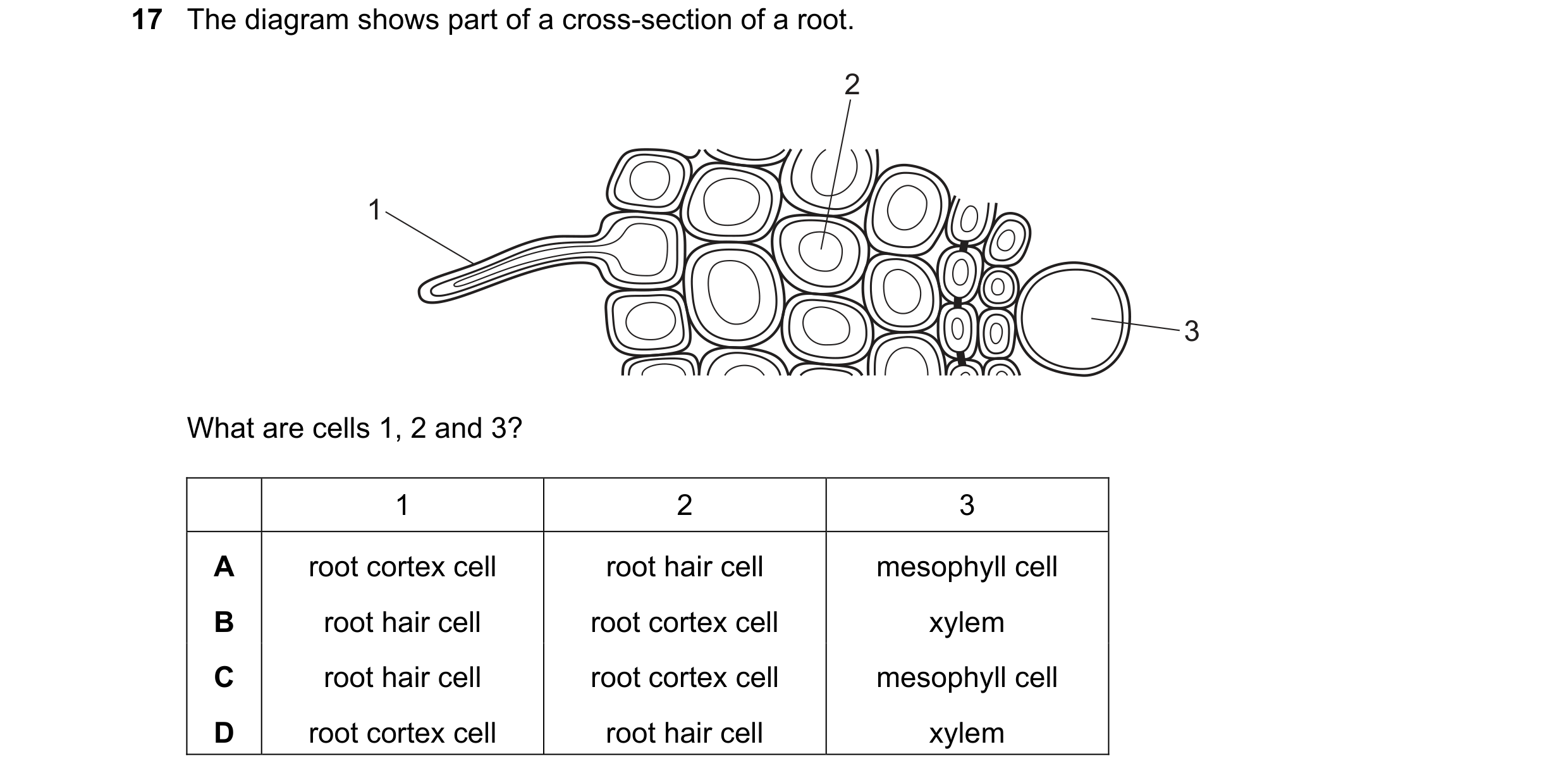 Question 6: The diagram shows part of a cross-section of a root. 2 1 3 What are cells 1, 2 and 3? 1 2 3 A root cortex cell root hair cell mesophyll cel…