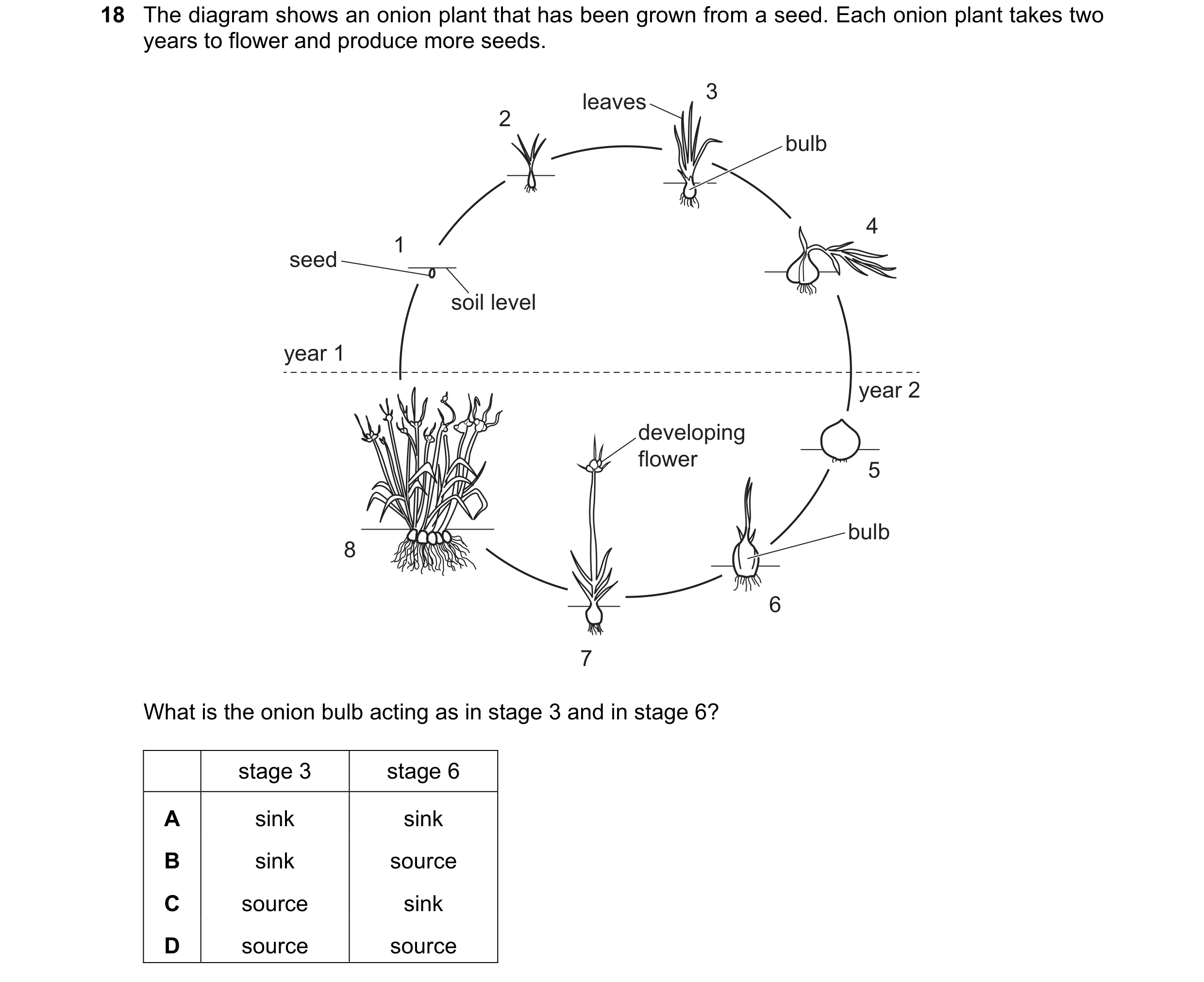 Question 6: The diagram shows an onion plant that has been grown from a seed. Each onion plant takes two years to flower and produce more seeds. leaves…