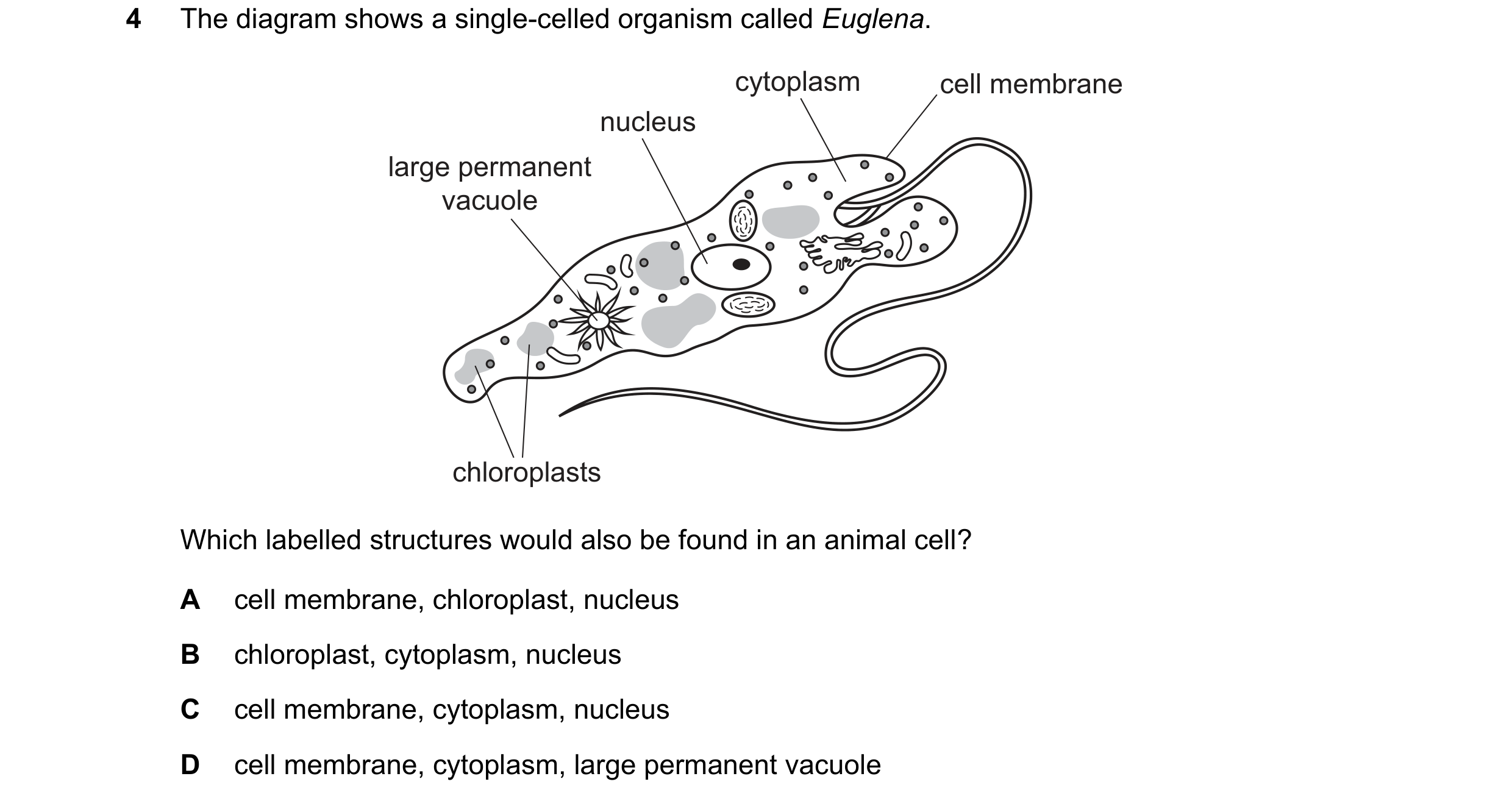 Question 14: The diagram shows a single-celled organism called Euglena. cytoplasm cell membrane nucleus large permanent vacuole chloroplasts Which label…