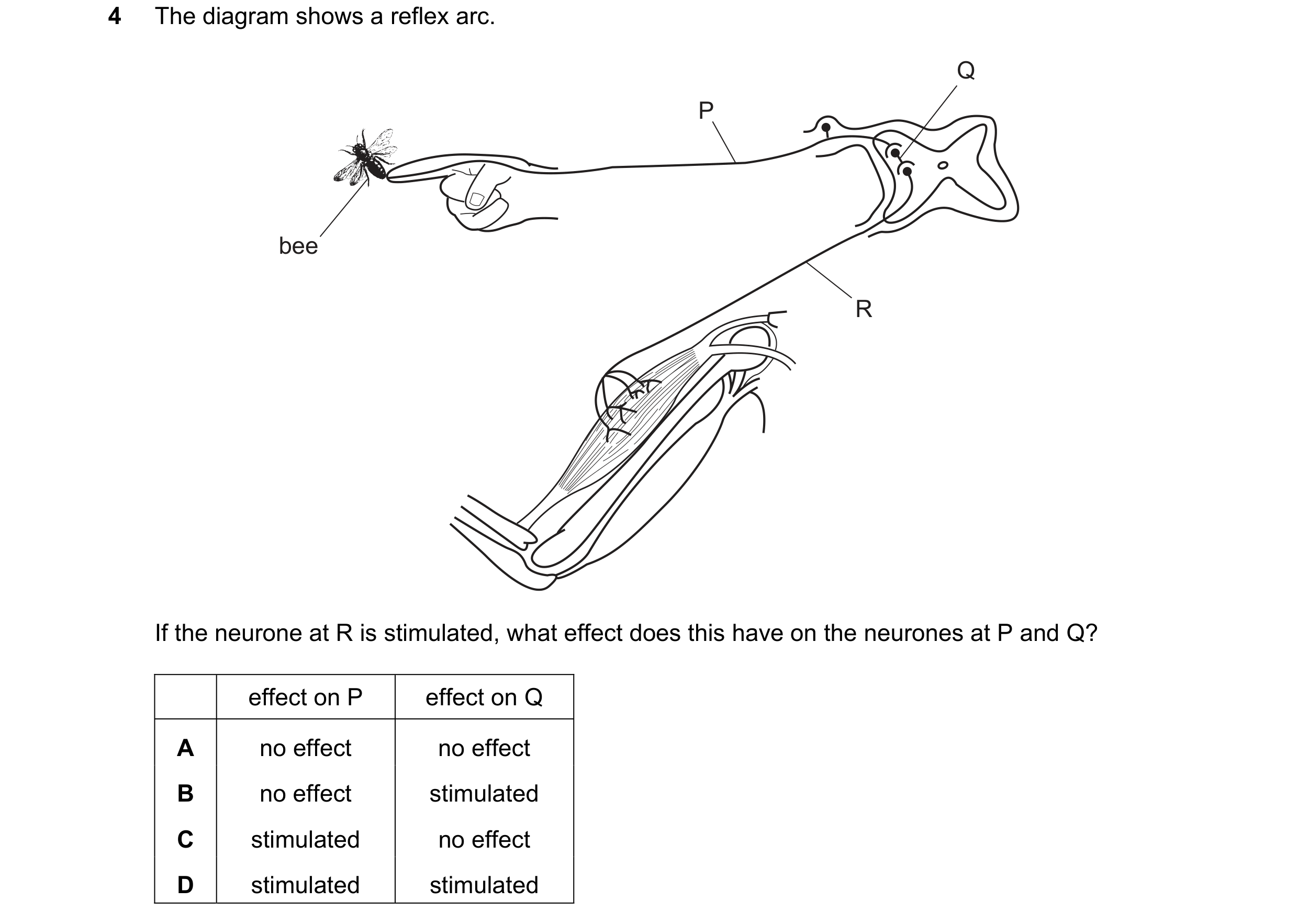 Question 50: The diagram shows a reflex arc. Q P bee R If the neurone at R is stimulated, what effect does this have on the neurones at P and Q? effect …