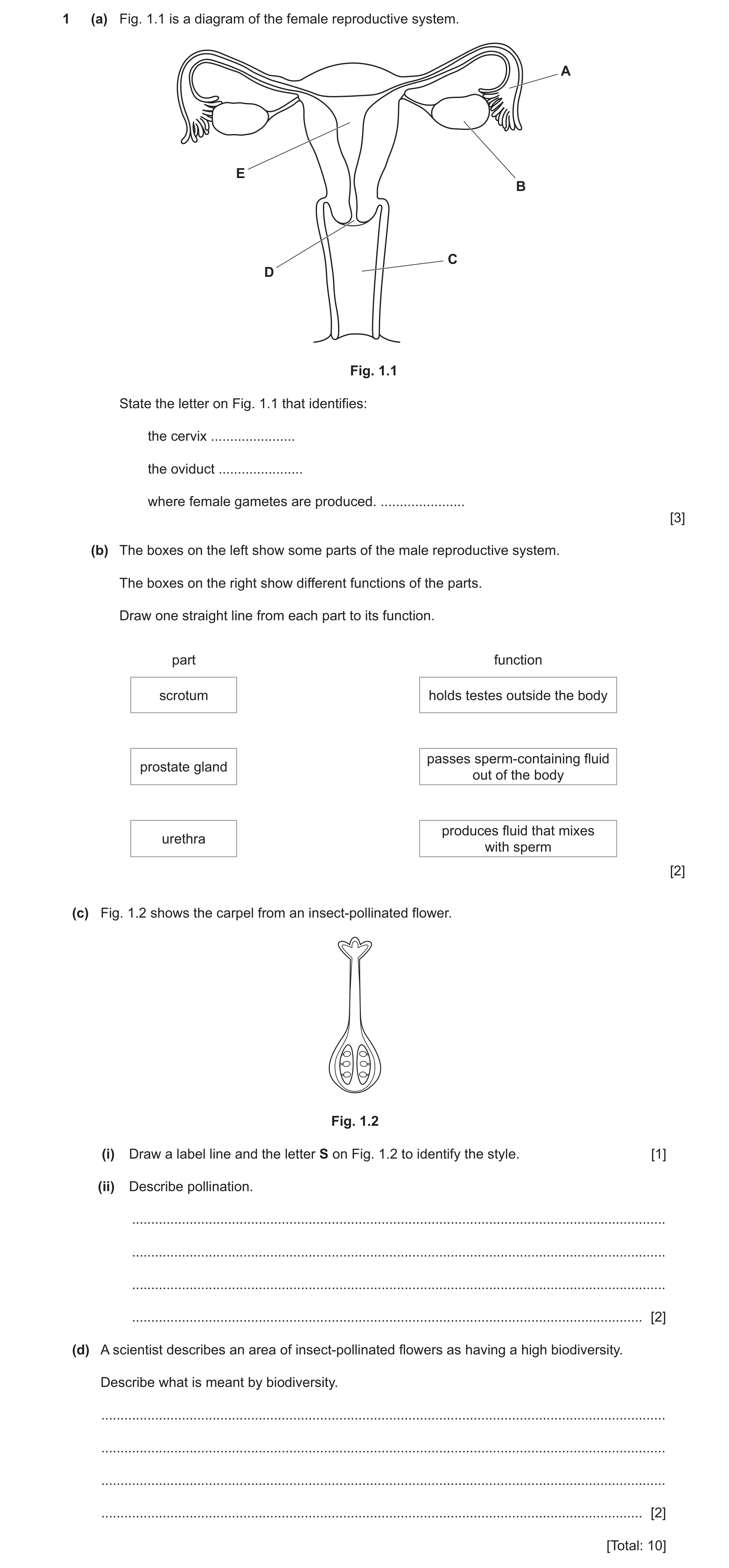 Question 30: (a) Fig. 1.1 is a diagram of the female reproductive system. A E B C D Fig. 1.1 State the letter on Fig. 1.1 that identifies: the cervix ..…