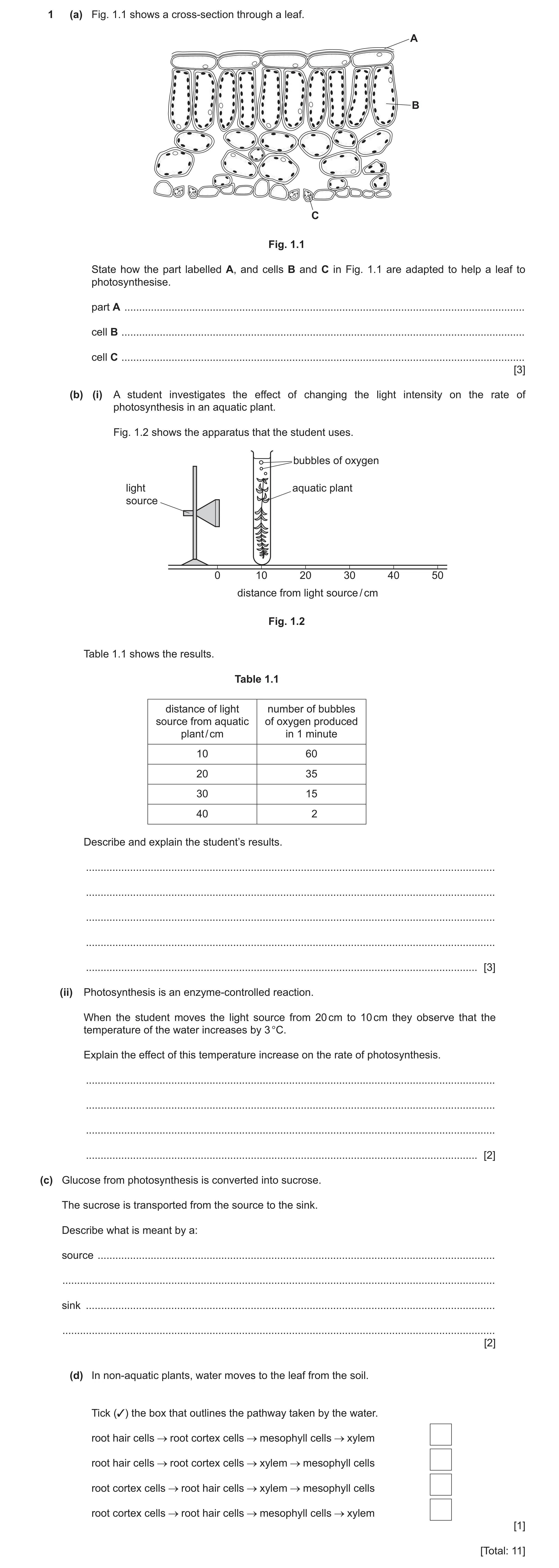 Question 13: (a) Fig. 1.1 shows a cross-section through a leaf. A B C Fig. 1.1 State how the part labelled A, and cells B and C in Fig. 1.1 are adapted …