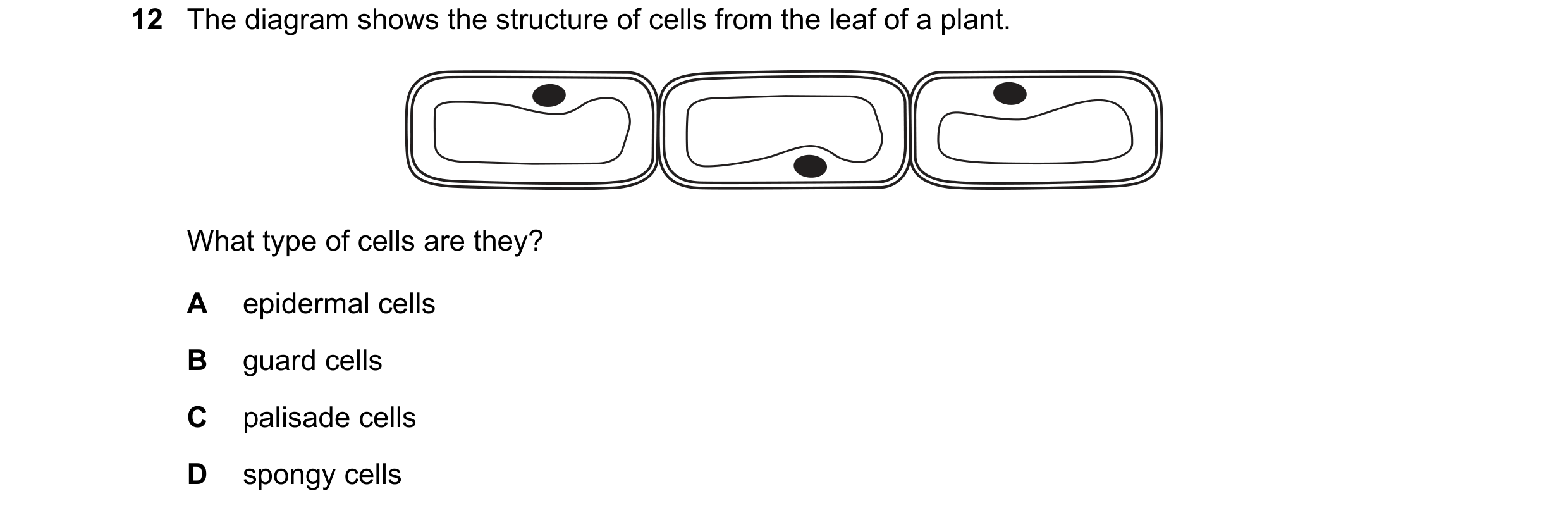 Question 2: The diagram shows the structure of cells from the leaf of a plant. What type of cells are they? A epidermal cells B guard cells C palisade …