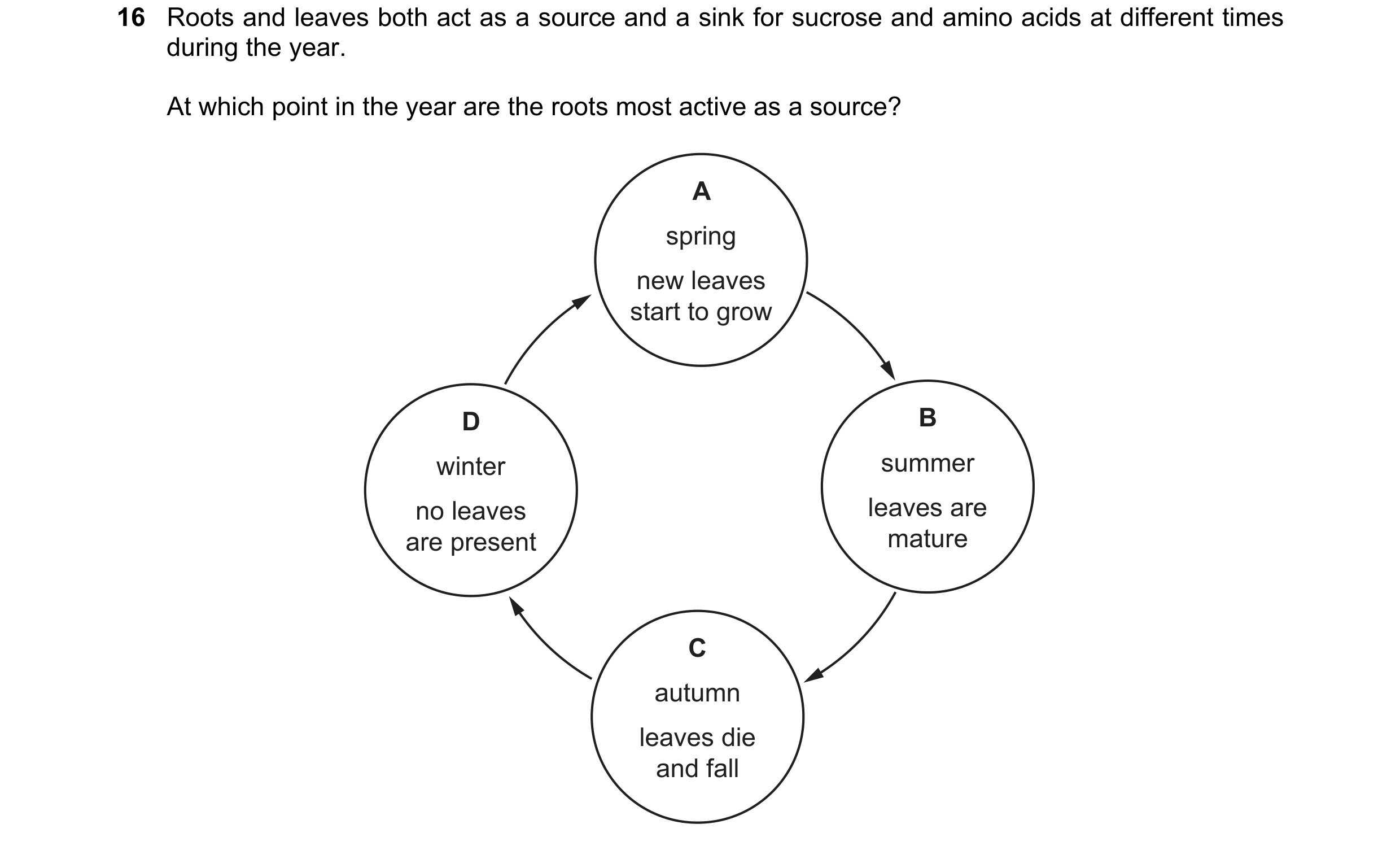 Question 1: Roots and leaves both act as a source and a sink for sucrose and amino acids at different times during the year. At which point in the year…