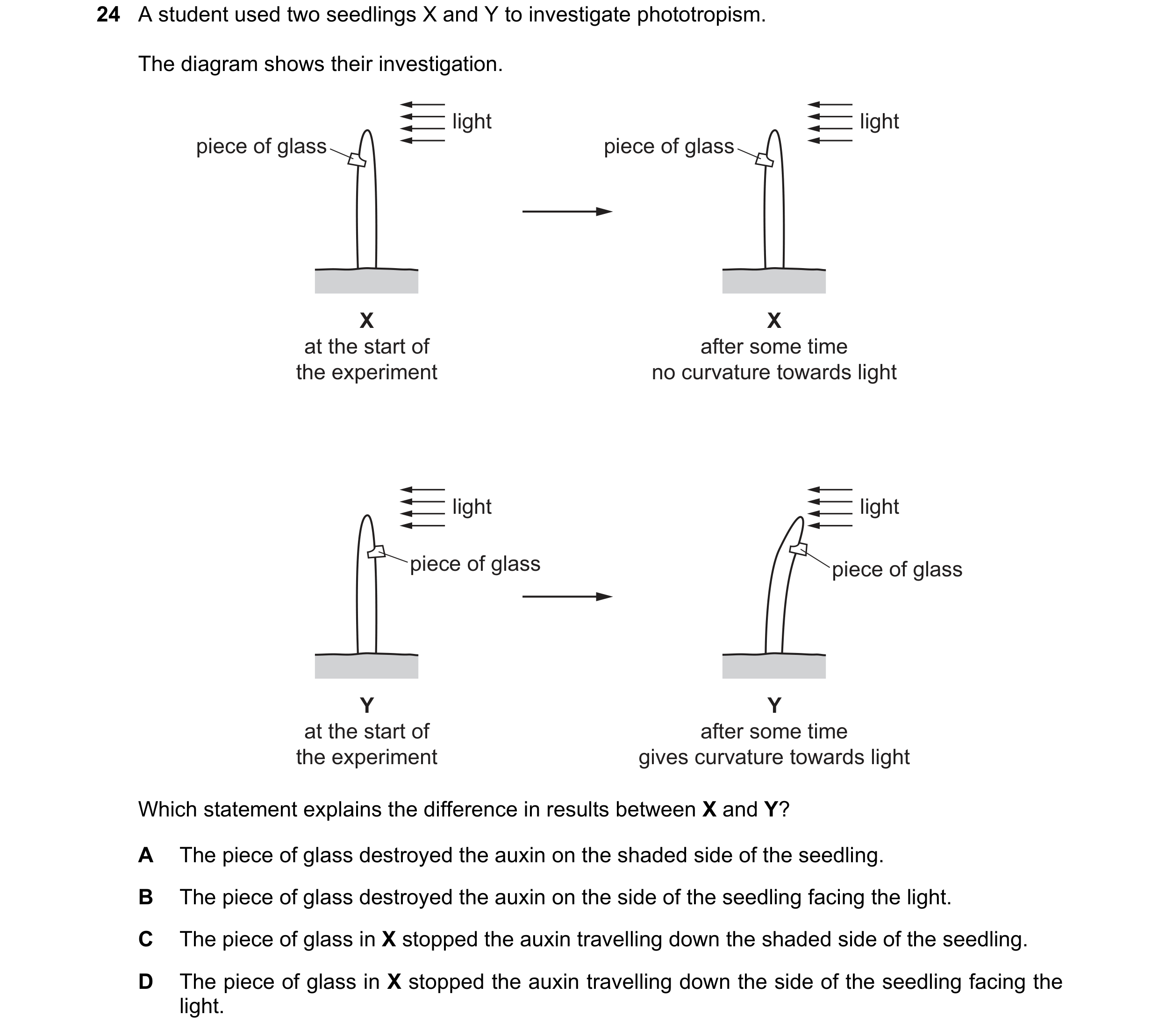 Question 3: A student used two seedlings X and Y to investigate phototropism. The diagram shows their investigation. light light piece of glass piece o…
