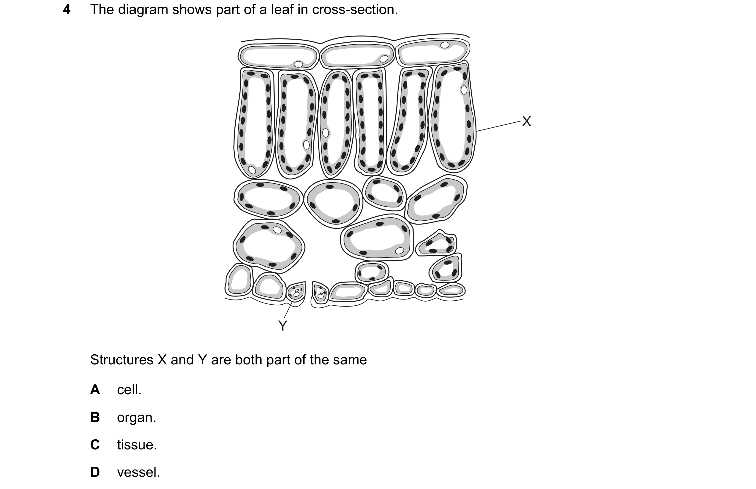 Question 6: The diagram shows part of a leaf in cross-section. X Y Structures X and Y are both part of the same A cell. B organ. C tissue. D vessel.