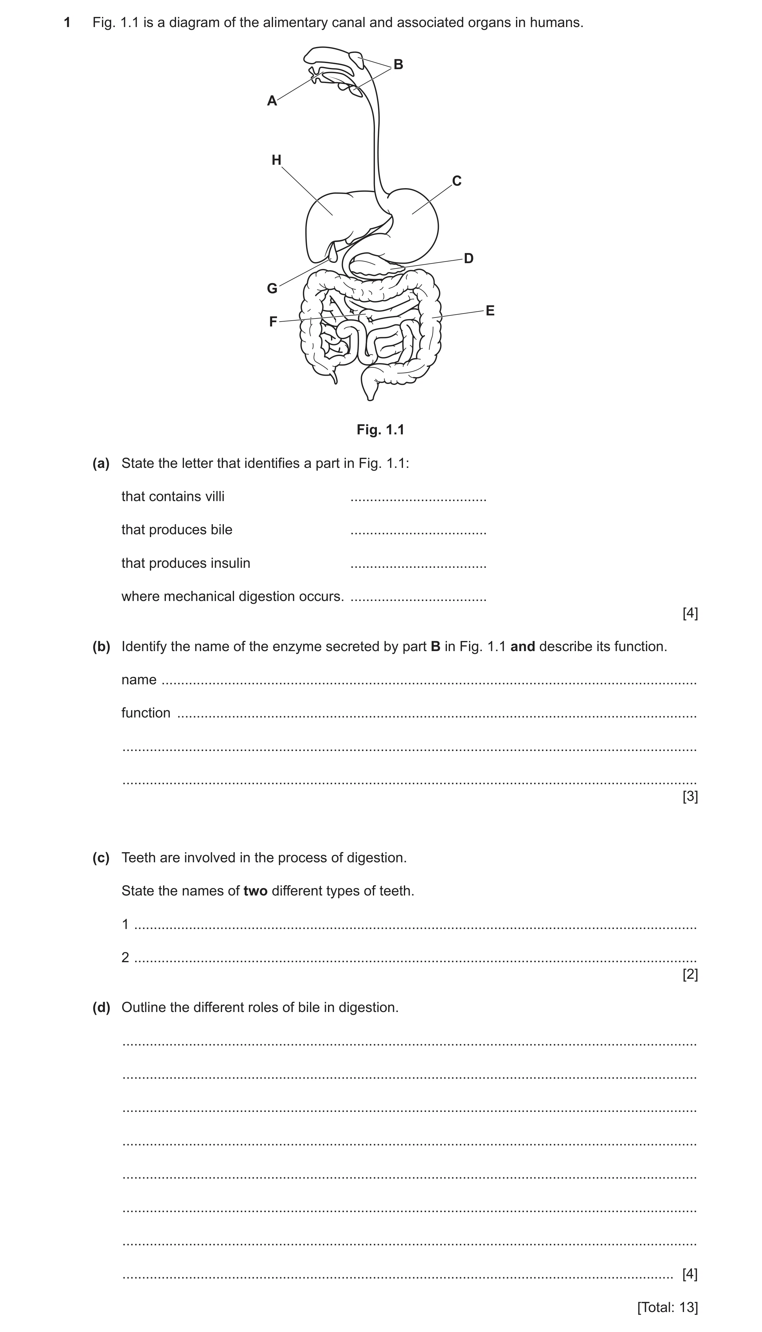 Question 12: Fig. 1.1 is a diagram of the alimentary canal and associated organs in humans. B A H C D G E F Fig. 1.1 (a) State the letter that identifie…