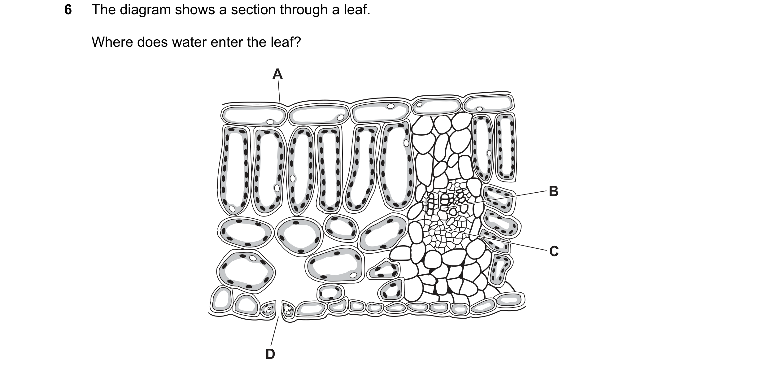Question 35: The diagram shows a section through a leaf. Where does water enter the leaf? A B C D