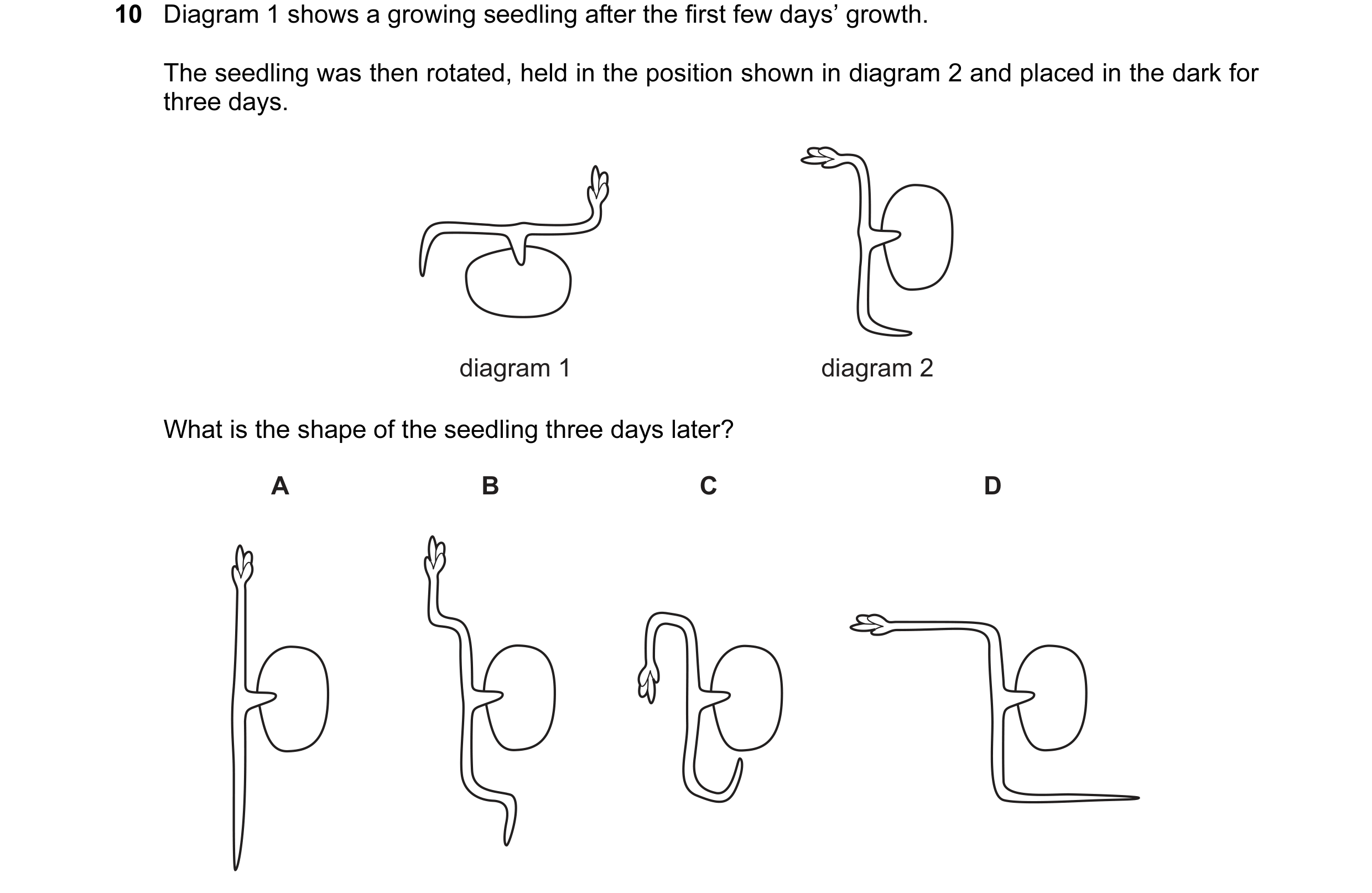 Question 15: Diagram 1 shows a growing seedling after the first few days’ growth. The seedling was then rotated, held in the position shown in diagram 2…