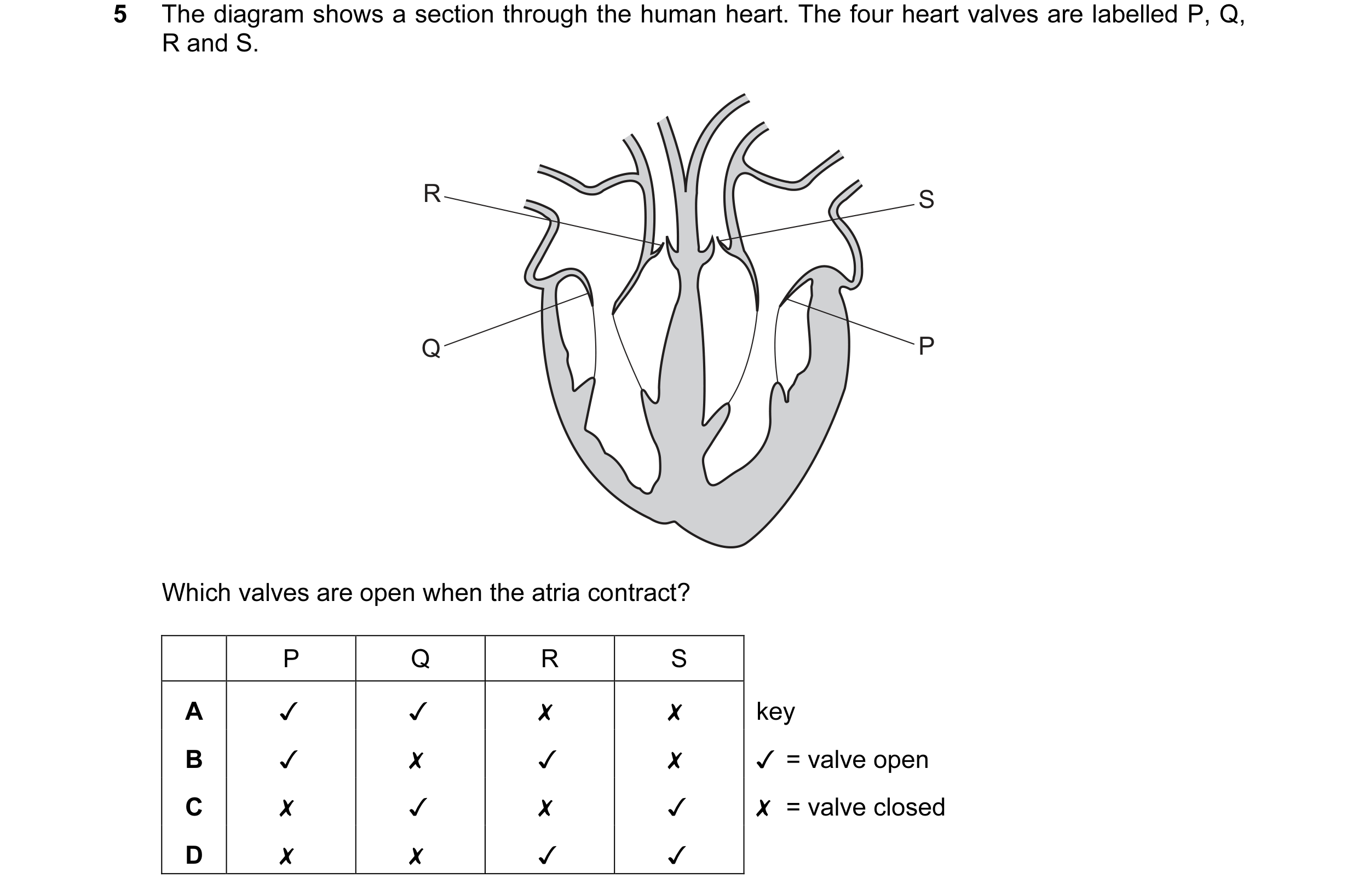 Question 25: The diagram shows a section through the human heart. The four heart valves are labelled P, Q,
R and S.

Which valves are open when the atri…