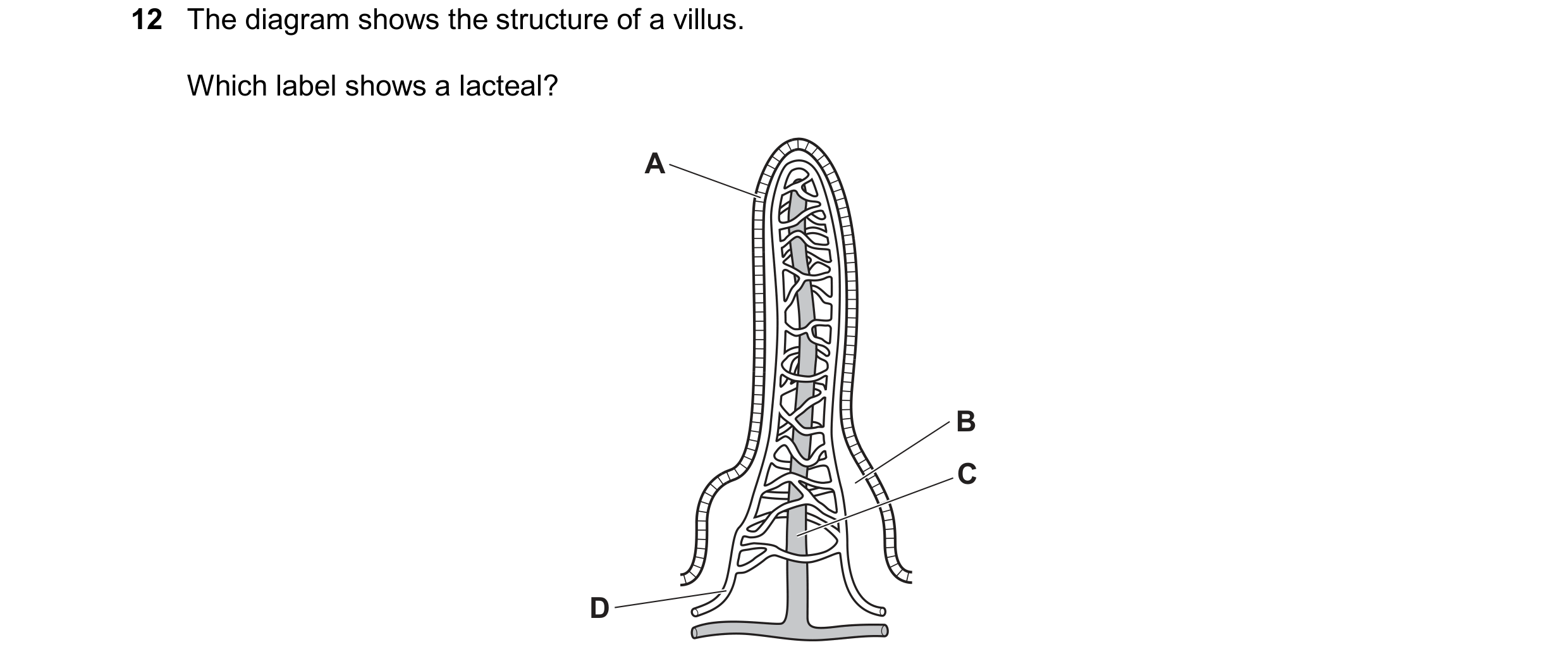 Question 11: The diagram shows the structure of a villus. Which label shows a lacteal? A B C D