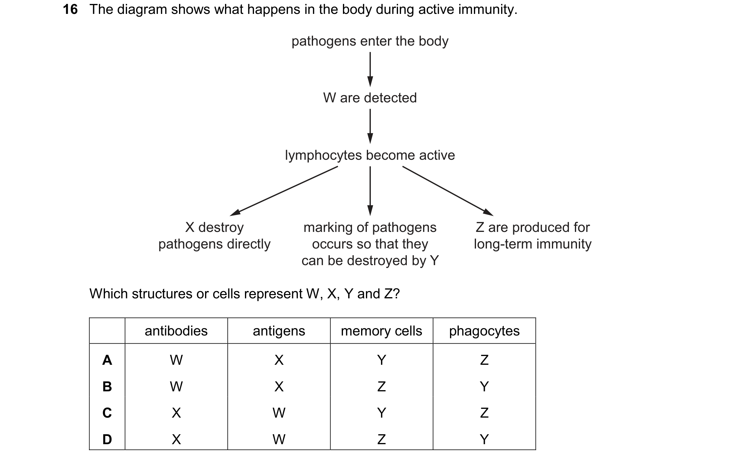 Question 40: The diagram shows what happens in the body during active immunity. pathogens enter the body W are detected lymphocytes become active X dest…