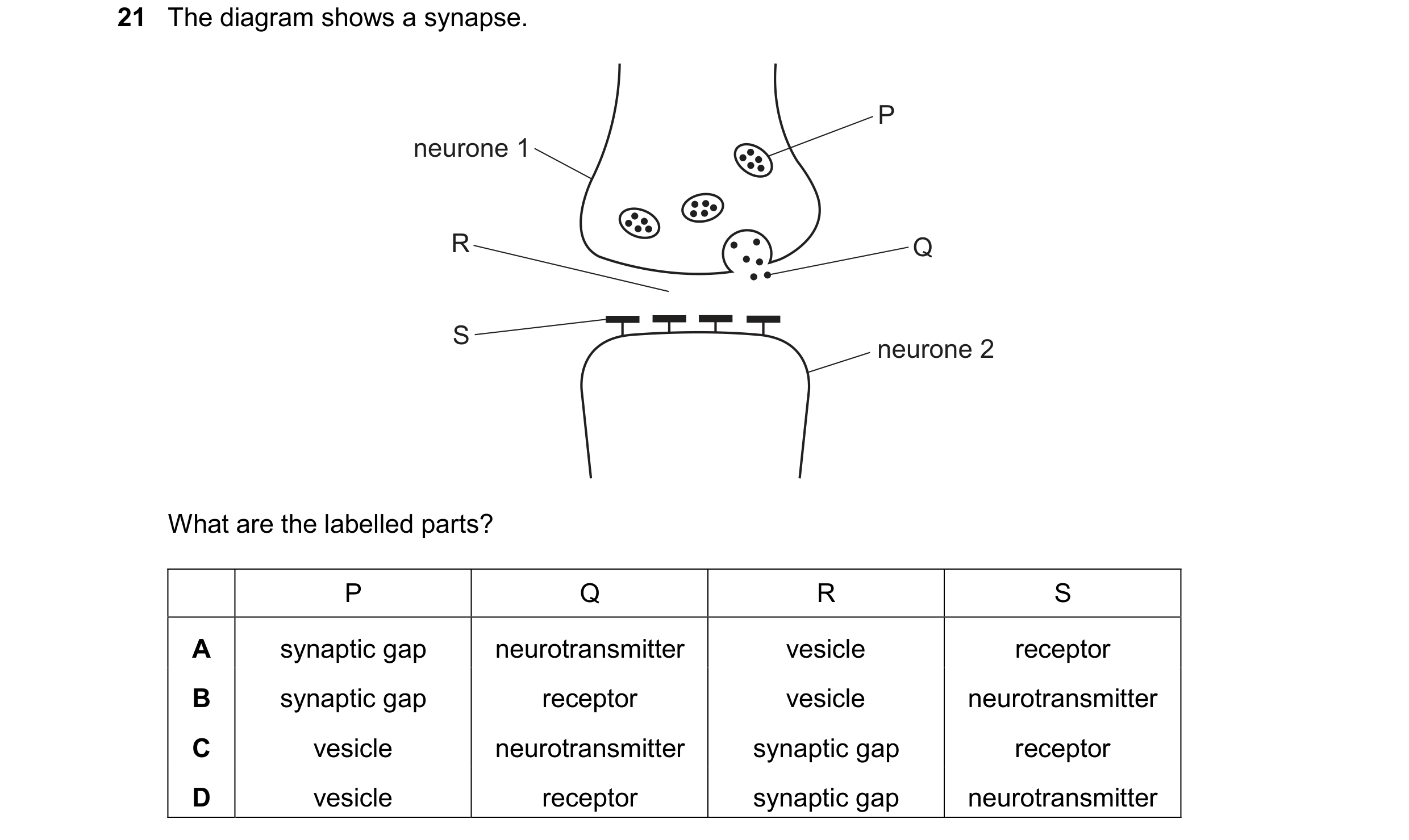 Question 24: The diagram shows a synapse. P neurone 1 R Q S neurone 2 What are the labelled parts? P Q R S A synaptic gap neurotransmitter vesicle recep…