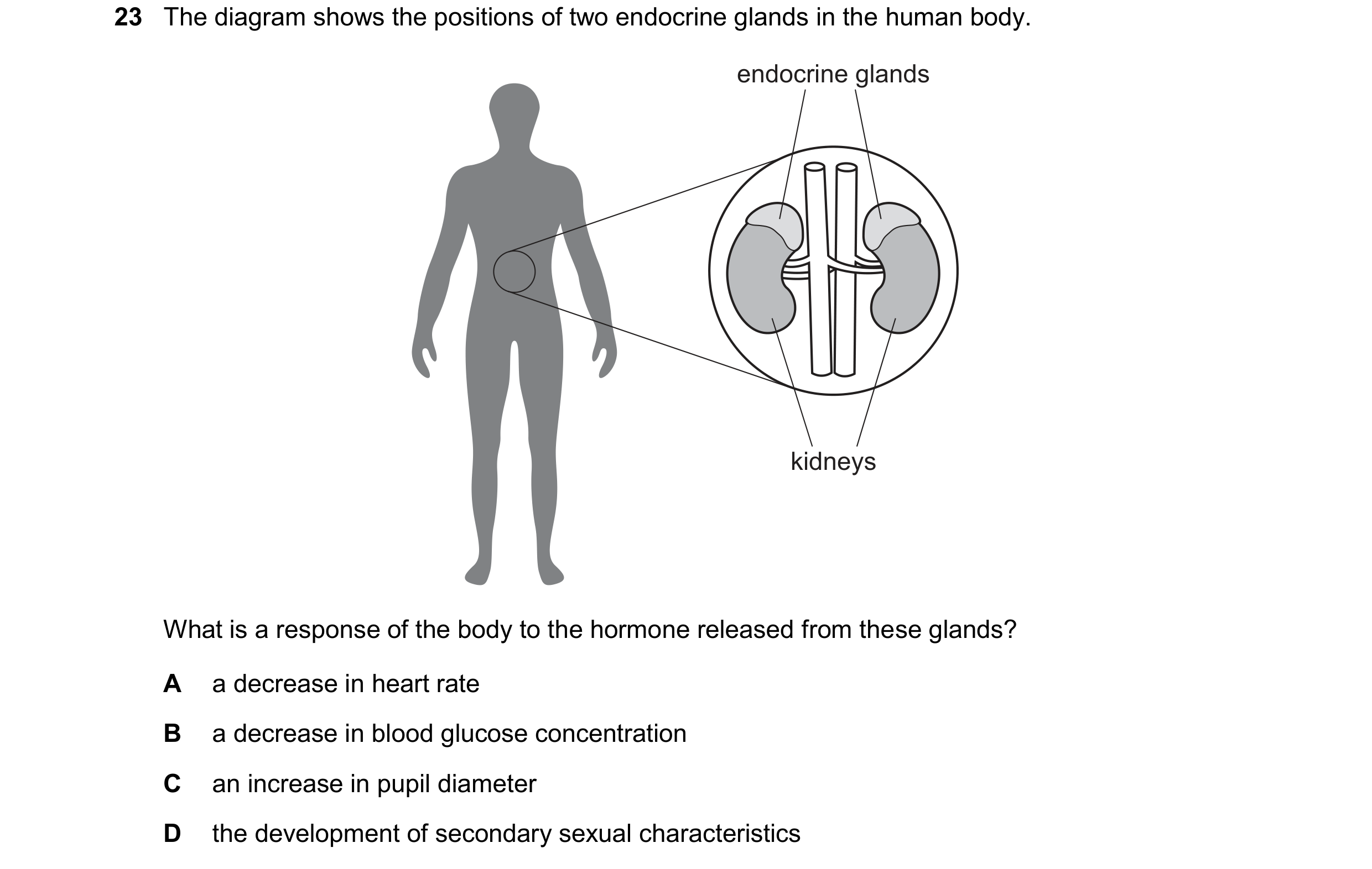 Question 26: The diagram shows the positions of two endocrine glands in the human body. endocrine glands kidneys What is a response of the body to the h…