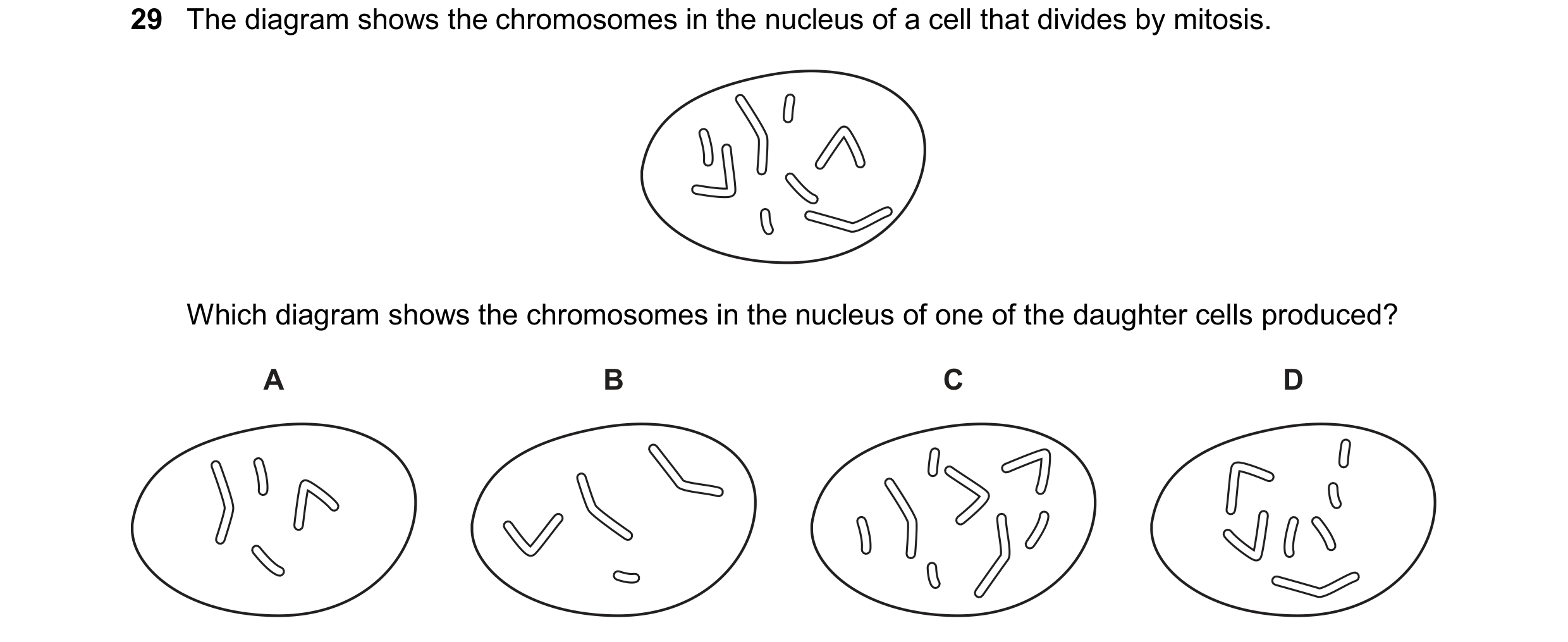 Question 18: The diagram shows the chromosomes in the nucleus of a cell that divides by mitosis. Which diagram shows the chromosomes in the nucleus of o…