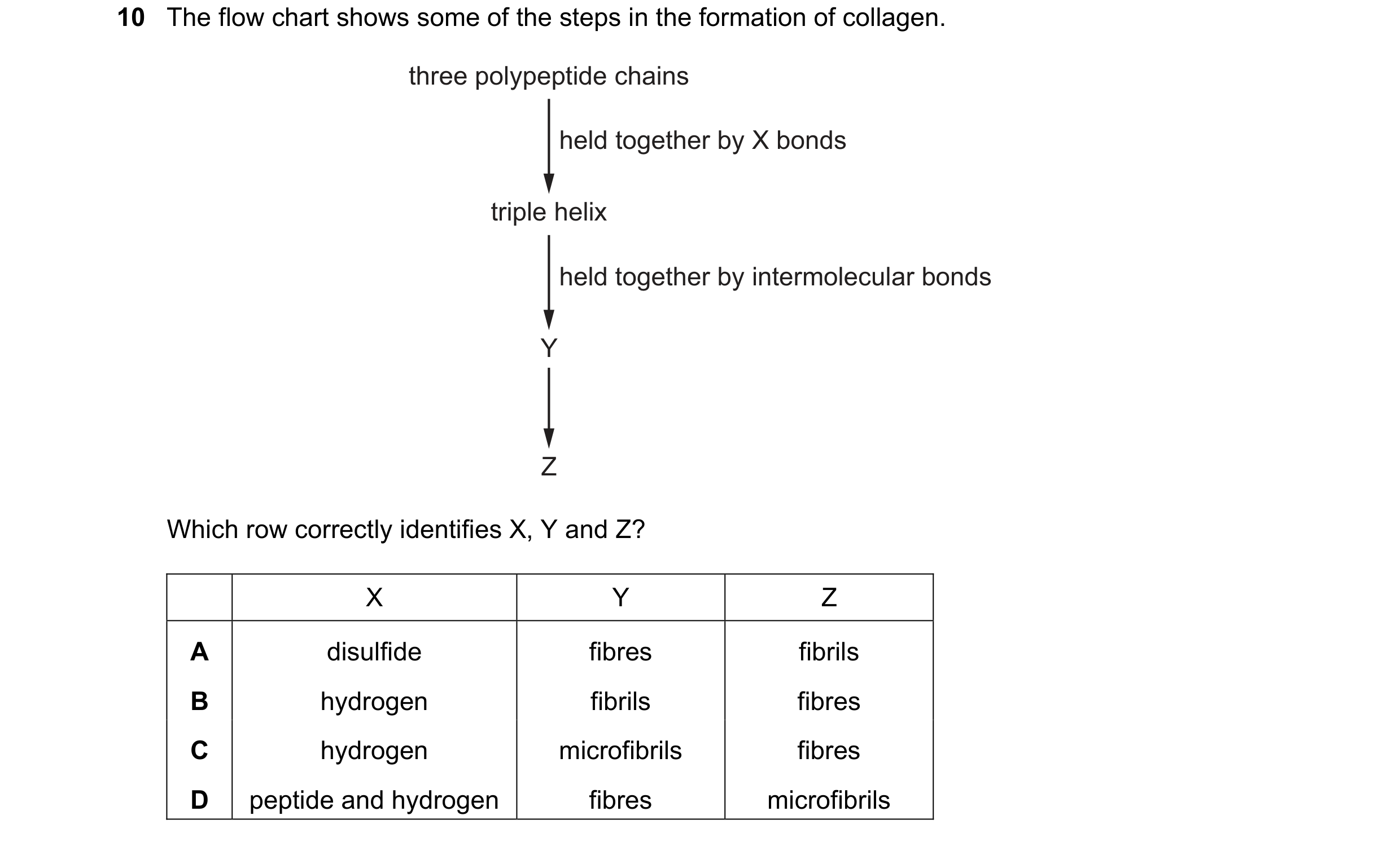 Question 169: The flow chart shows some of the steps in the formation of collagen. three polypeptide chains held together by X bonds triple helix held to…