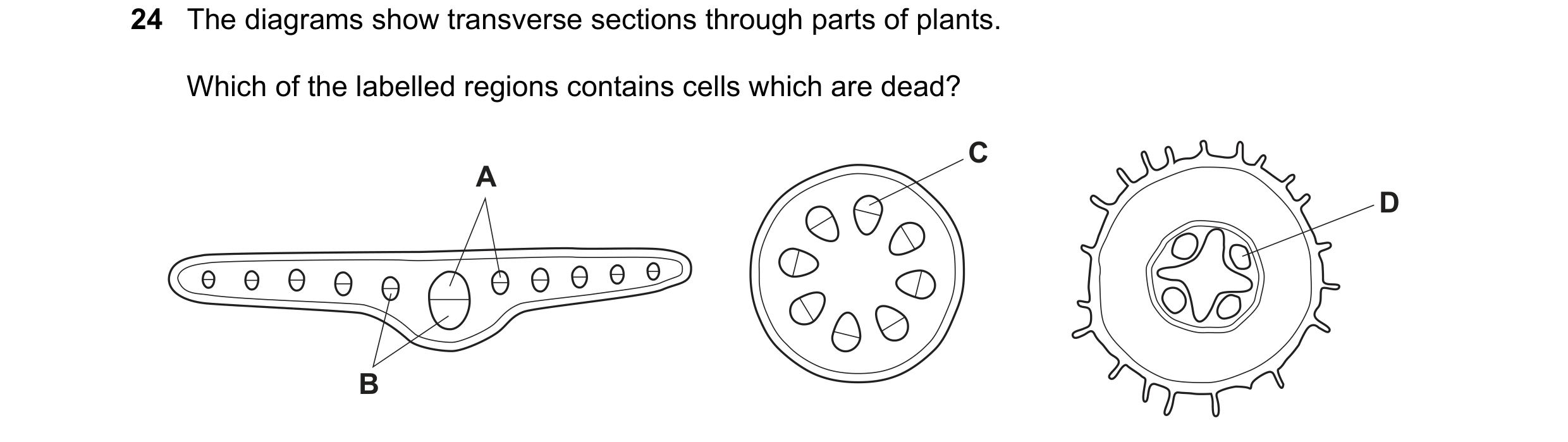 Question 75: The diagrams show transverse sections through parts of plants. Which of the labelled regions contains cells which are dead? C A D B