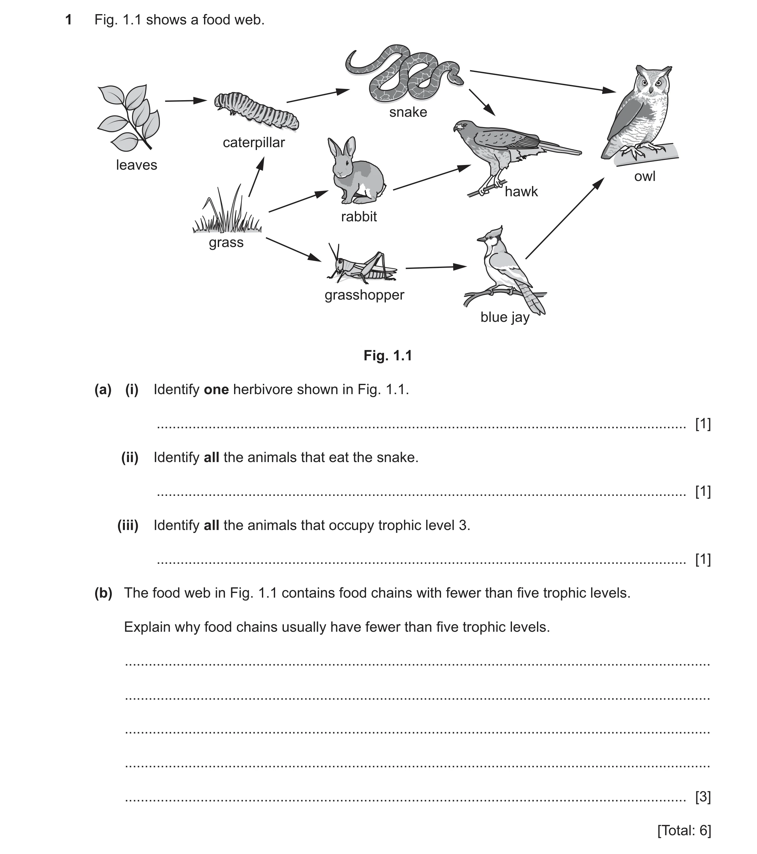 Question 11: Fig. 1.1 shows a food web. snake caterpillar leaves owl hawk rabbit grass grasshopper blue jay Fig. 1.1 (a) (i) Identify one herbivore show…