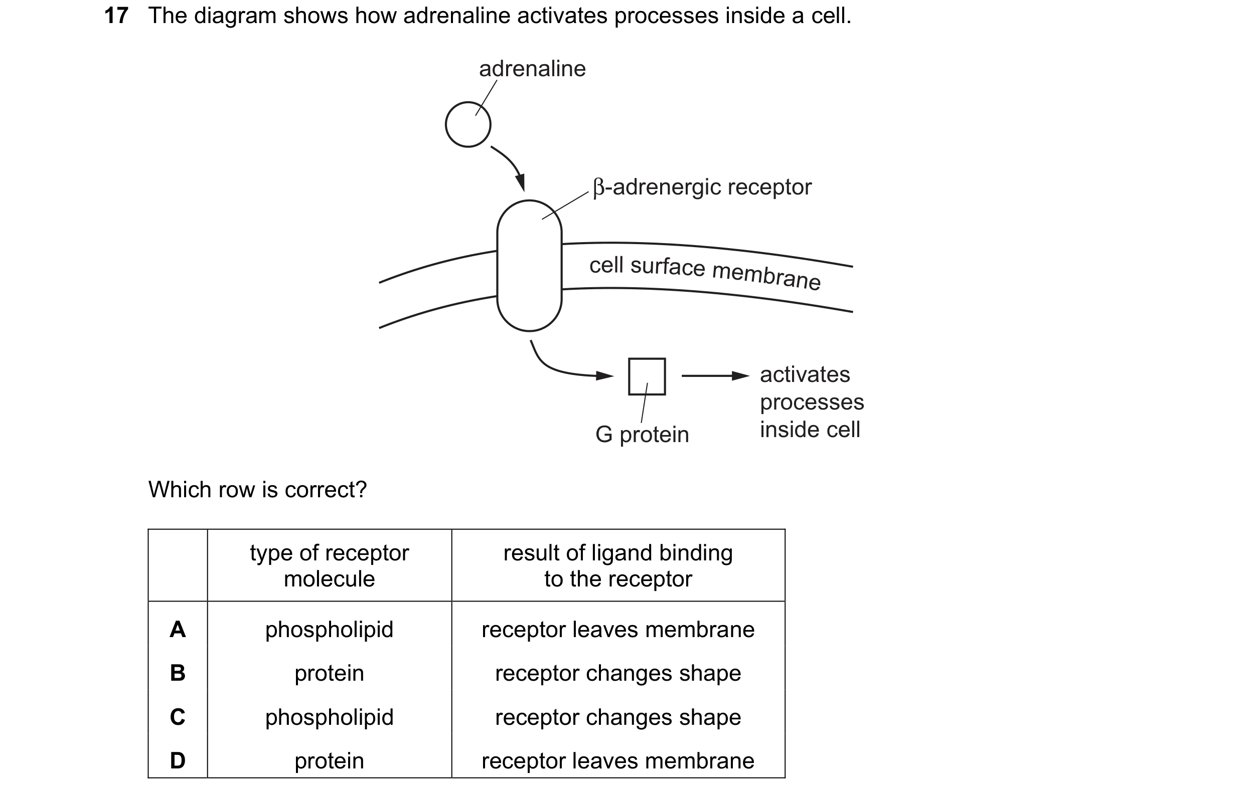 Question 130: The diagram shows how adrenaline activates processes inside a cell. adrenaline β-adrenergic receptor cell s urface memb rane activates proc…