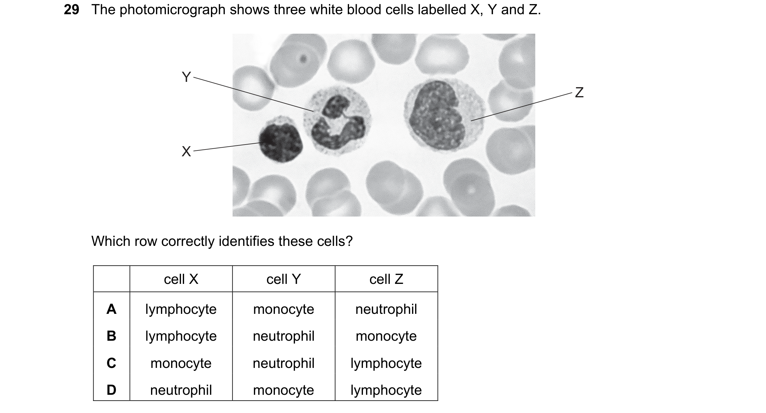 Question 128: The photomicrograph shows three white blood cells labelled X, Y and Z. Y Z X Which row correctly identifies these cells? cell X cell Y cell…