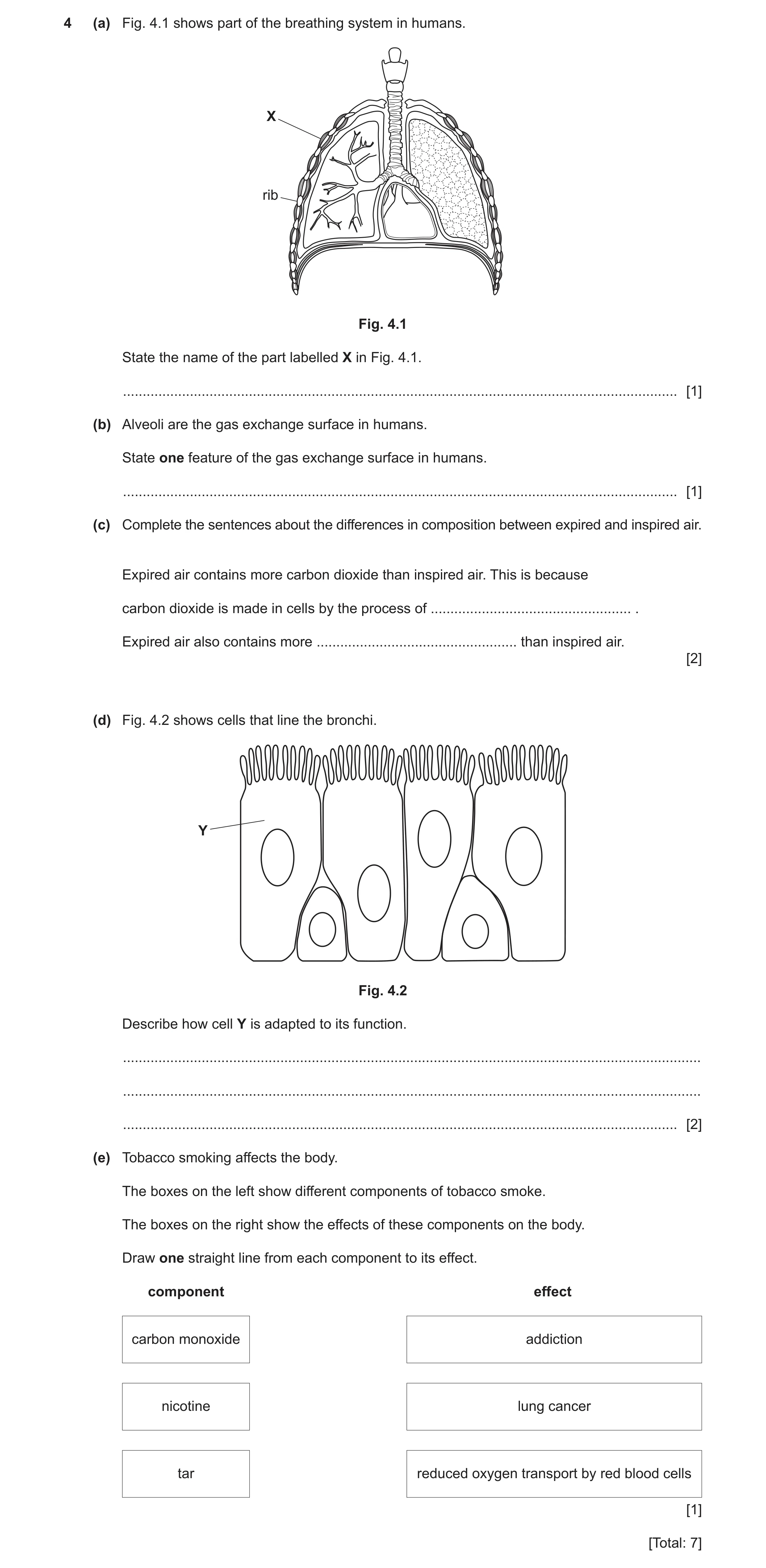 Question 13: (a) Fig. 4.1 shows part of the breathing system in humans. X rib Fig. 4.1 State the name of the part labelled X in Fig. 4.1. ..............…