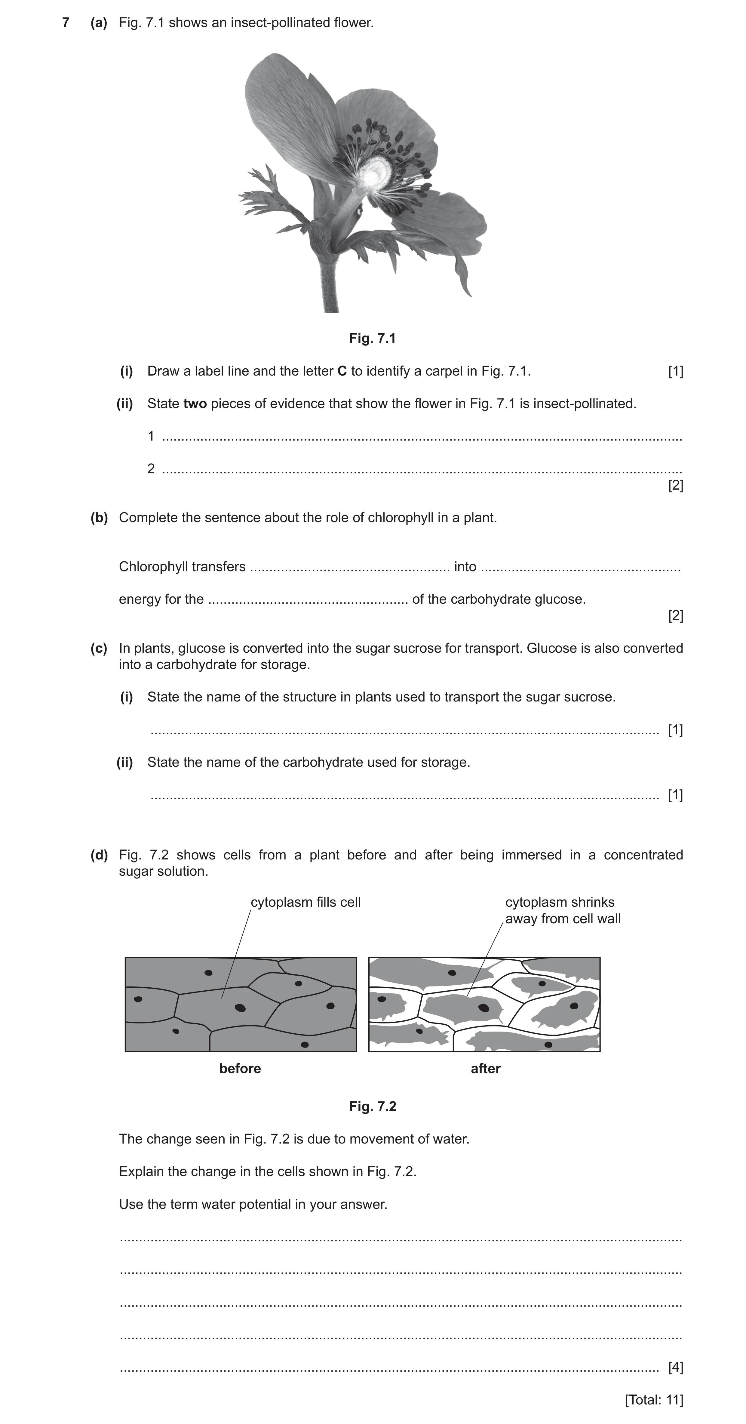 Question 19: (a) Fig. 7.1 shows an insect-pollinated flower. Fig. 7.1 (i) Draw a label line and the letter C to identify a carpel in Fig. 7.1. [1] (ii) …