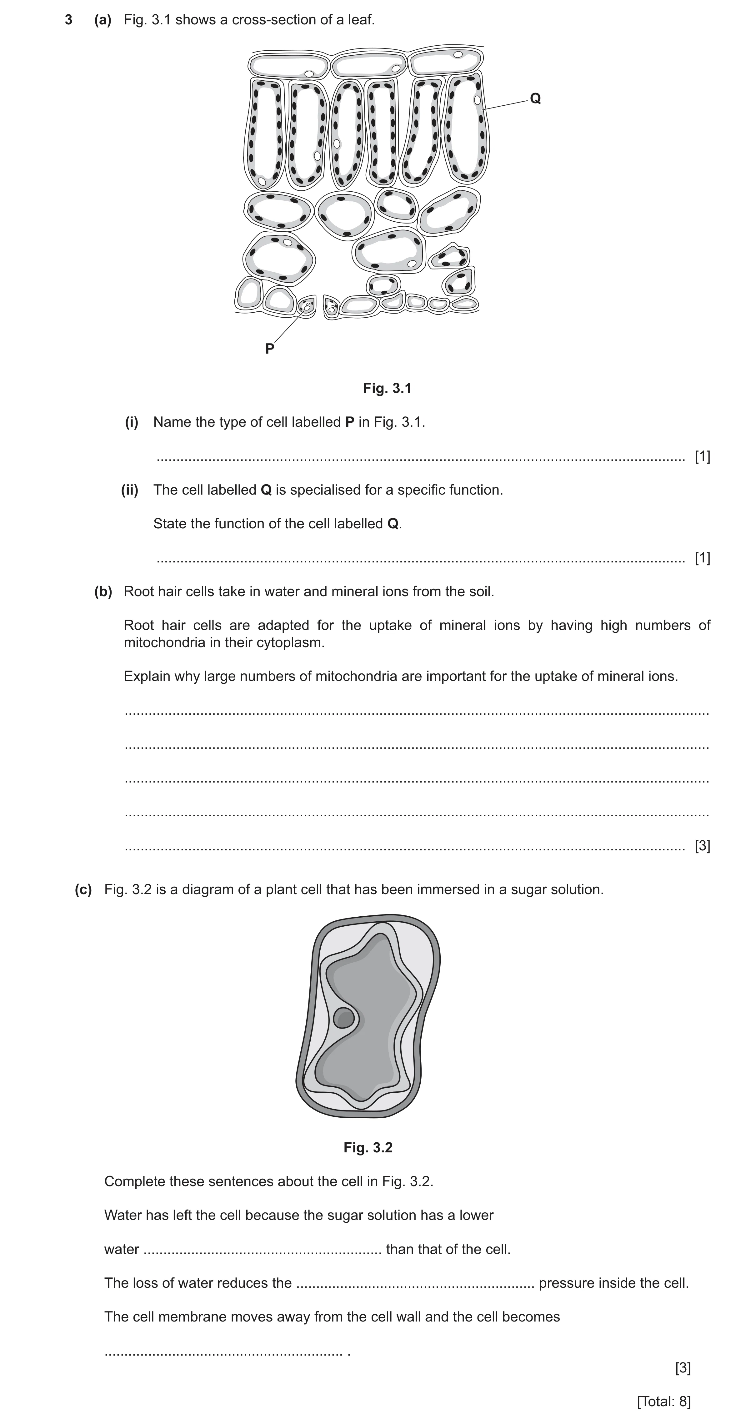 Question 13: (a) Fig. 3.1 shows a cross-section of a leaf. Q P Fig. 3.1 (i) Name the type of cell labelled P in Fig. 3.1. ..............................…