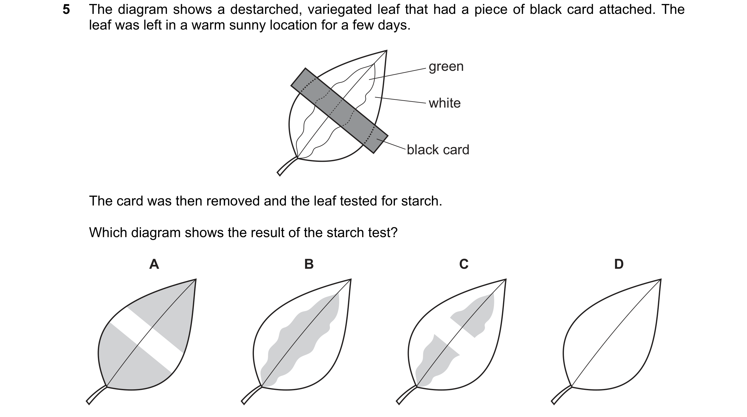 Question 16: The diagram shows a destarched, variegated leaf that had a piece of black card attached. The leaf was left in a warm sunny location for a f…