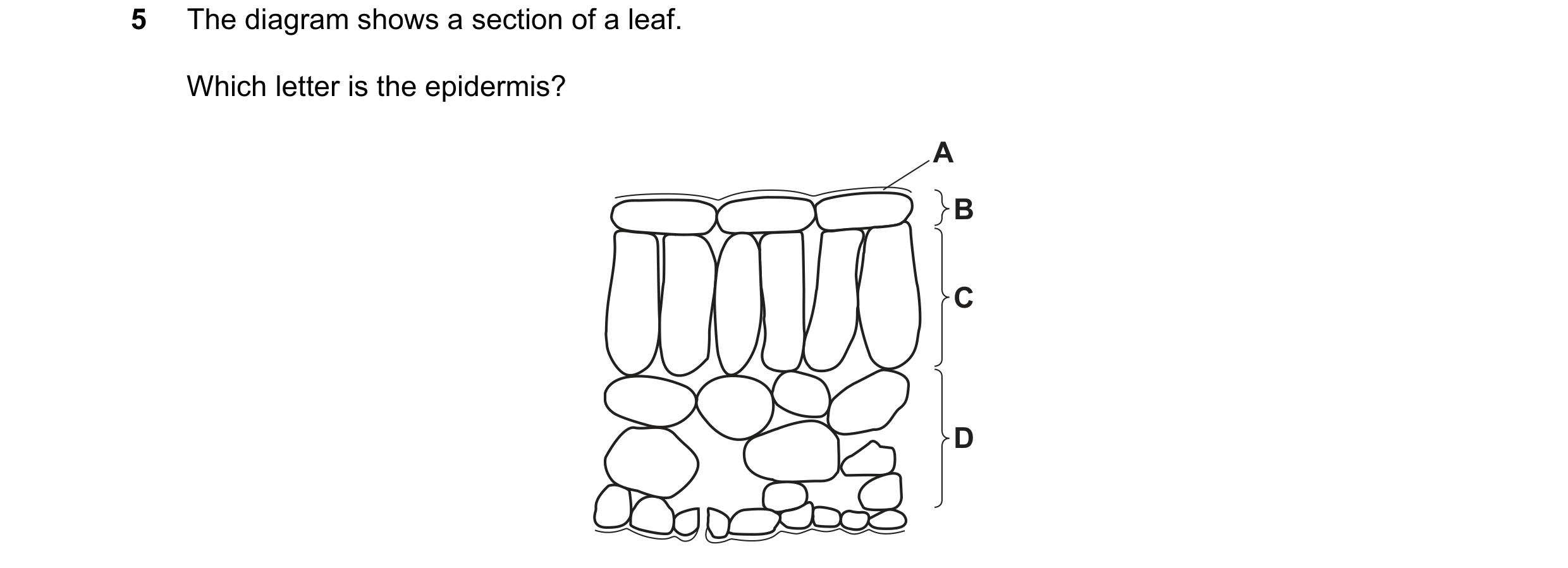 Question 40: The diagram shows a section of a leaf. Which letter is the epidermis? A B C D