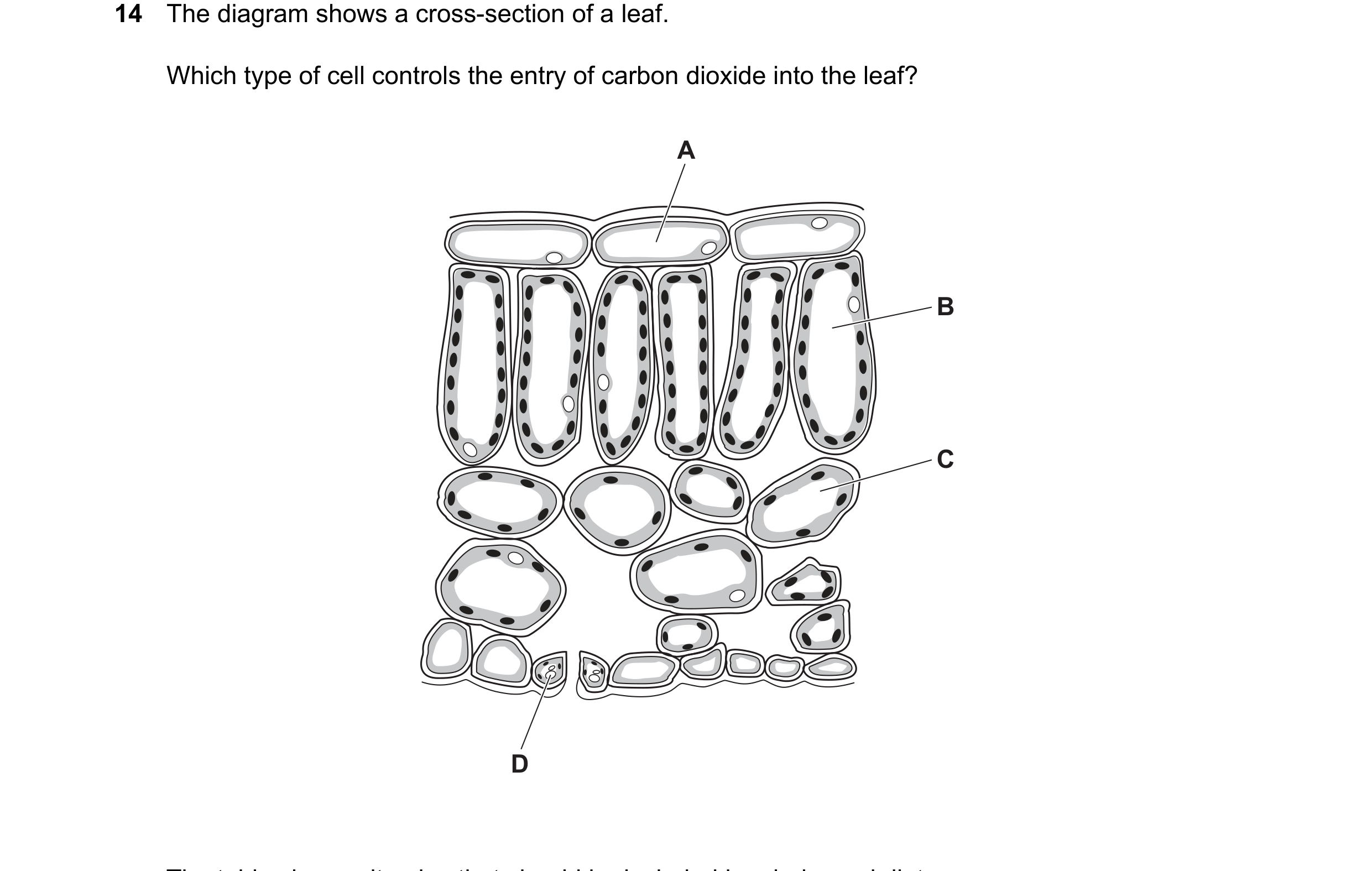 Question 20: The diagram shows a cross-section of a leaf. Which type of cell controls the entry of carbon dioxide into the leaf? A B C D The table shows…