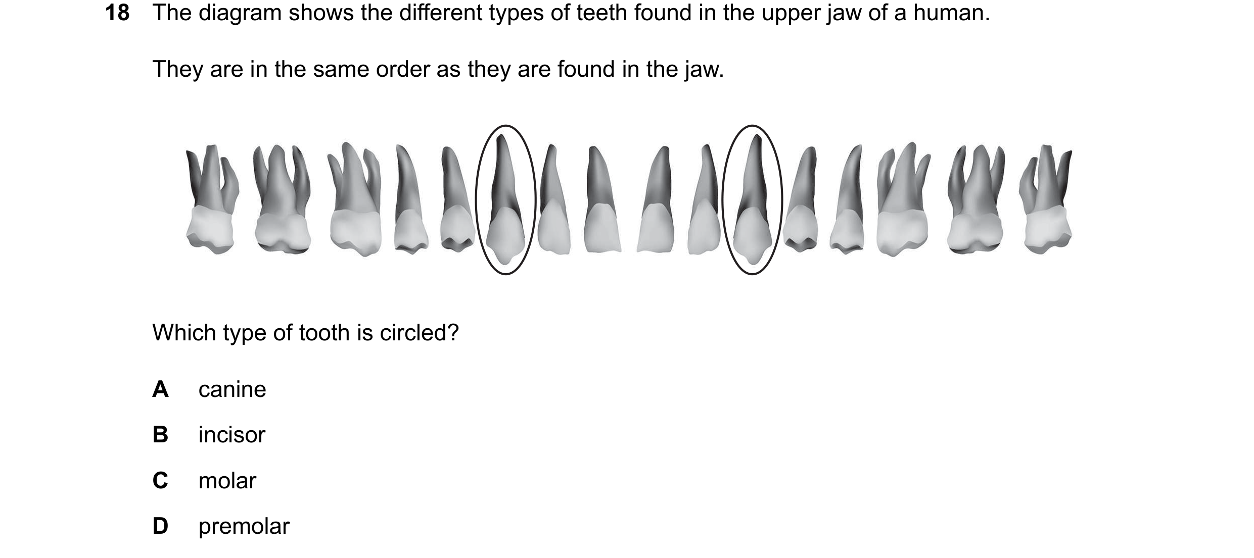 Question 20: The diagram shows the different types of teeth found in the upper jaw of a human. They are in the same order as they are found in the jaw. …