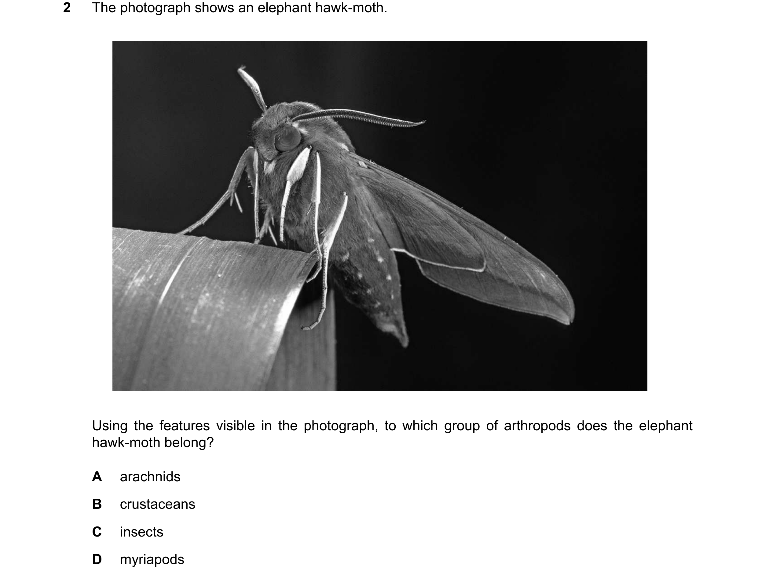 Question 25: The photograph shows an elephant hawk-moth. Using the features visible in the photograph, to which group of arthropods does the elephant ha…