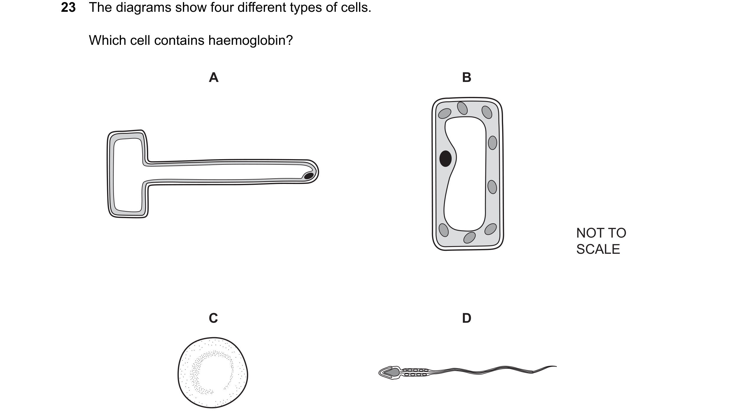 Question 38: The diagrams show four different types of cells. Which cell contains haemoglobin? A B NOT TO SCALE C D