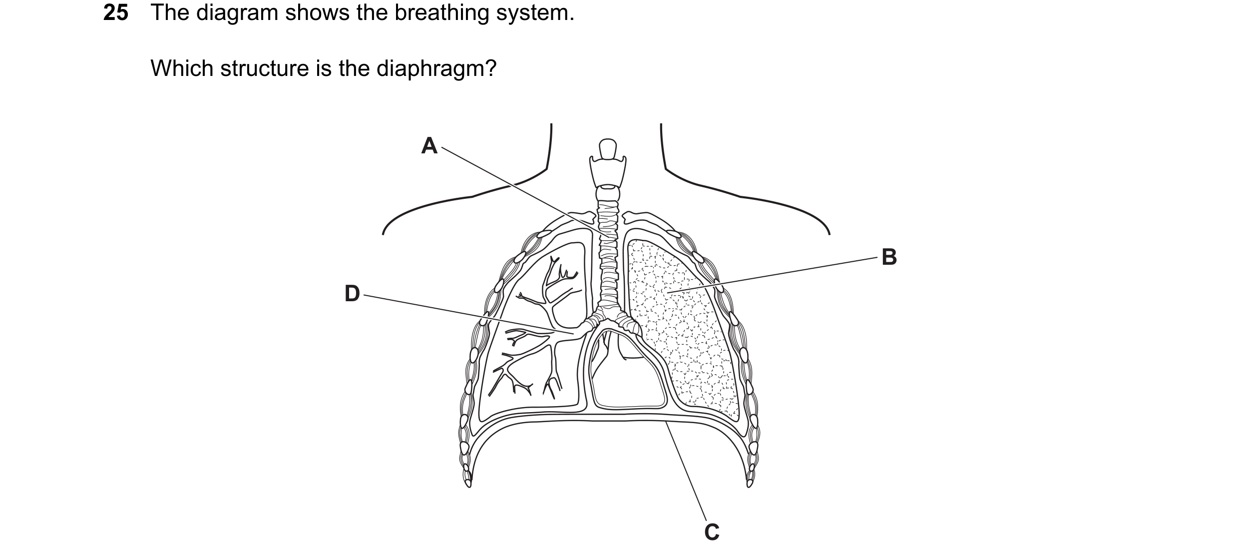 Question 27: The diagram shows the breathing system. Which structure is the diaphragm? A B D C