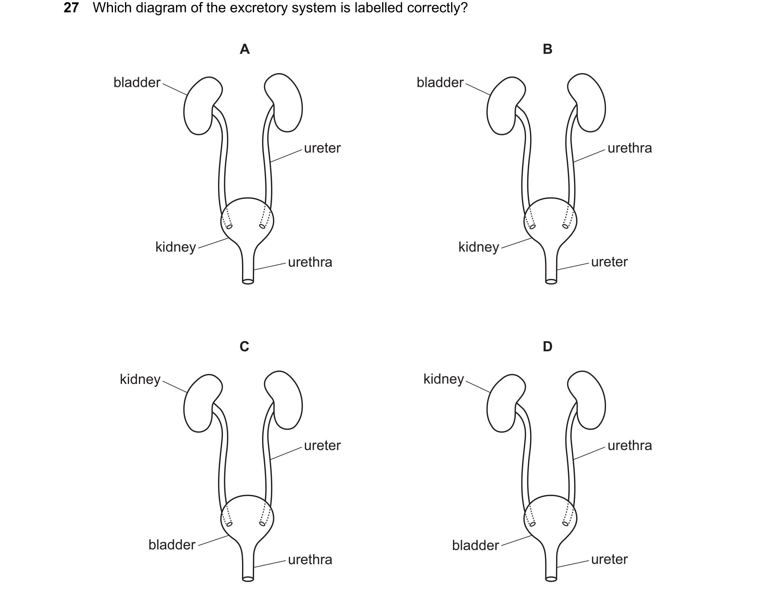 Question 22: Which diagram of the excretory system is labelled correctly? A B bladder bladder ureter urethra kidney kidney urethra ureter C D kidney kid…
