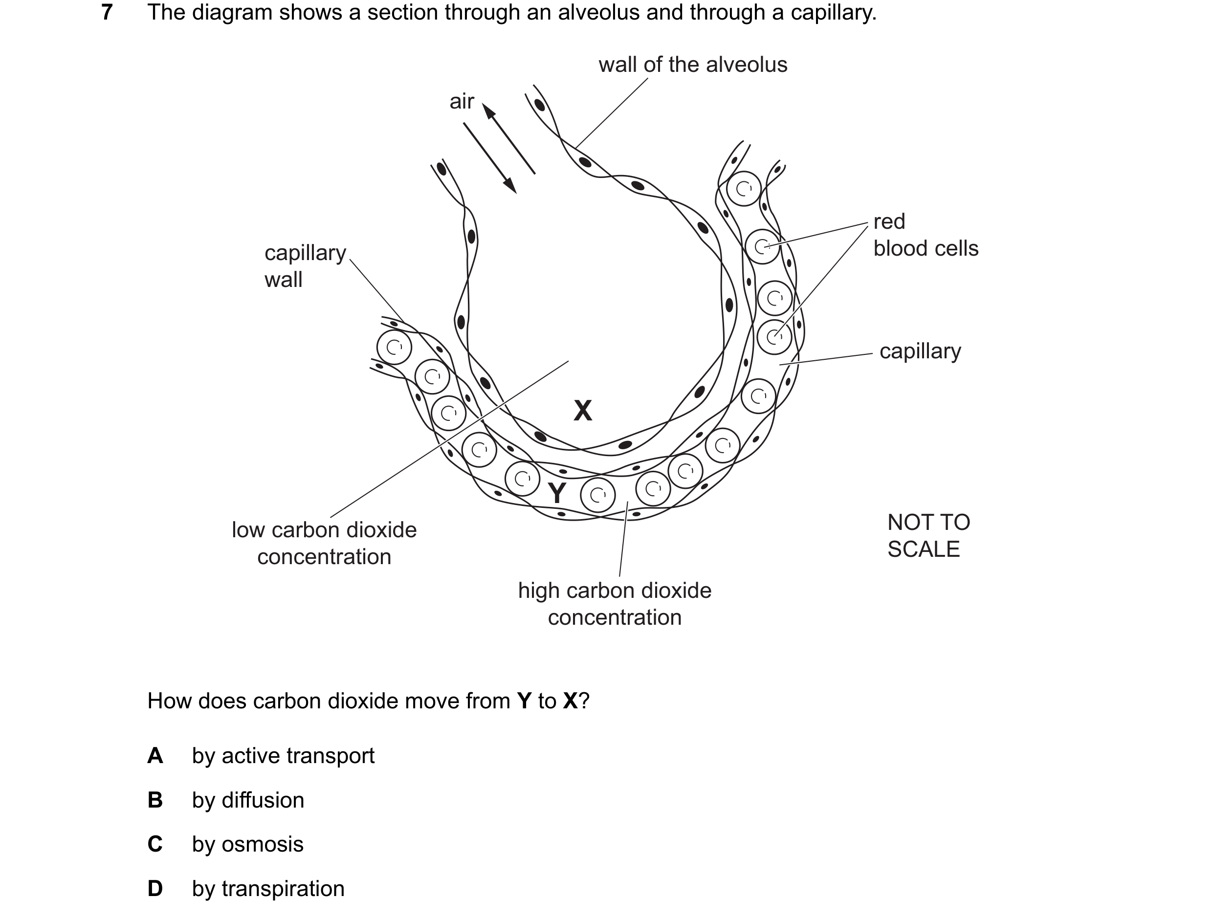 Question 19: The diagram shows a section through an alveolus and through a capillary. wall of the alveolus air red capillary blood cells wall capillary …
