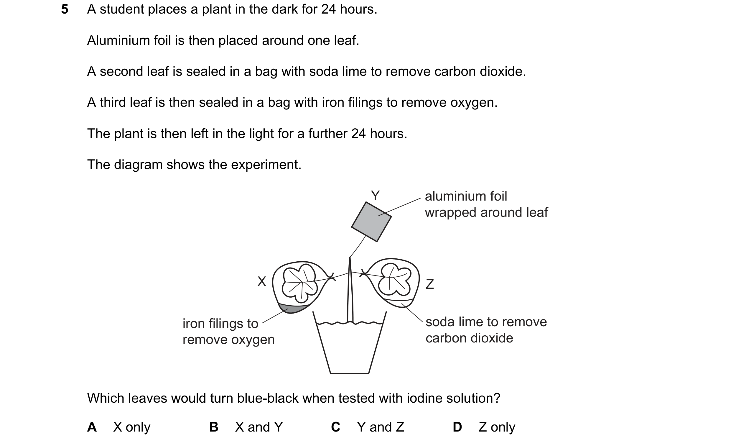 Question 59: A student places a plant in the dark for 24 hours. Aluminium foil is then placed around one leaf. A second leaf is sealed in a bag with sod…